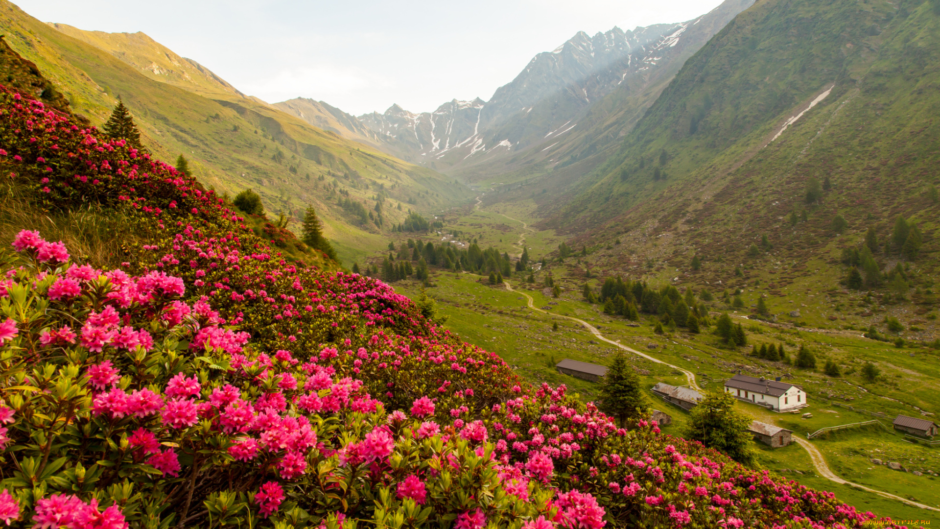 природа, горы, цветы, трава, кустарник, деревья