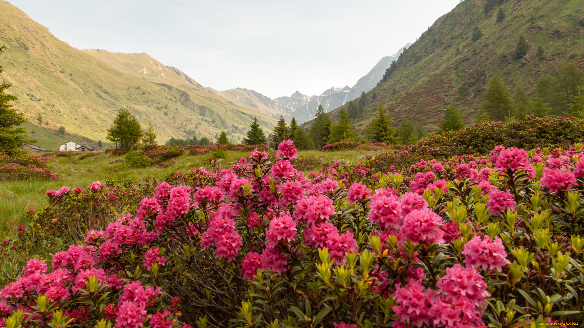 природа, луга, горы, деревья, трава, кустарник, цветы