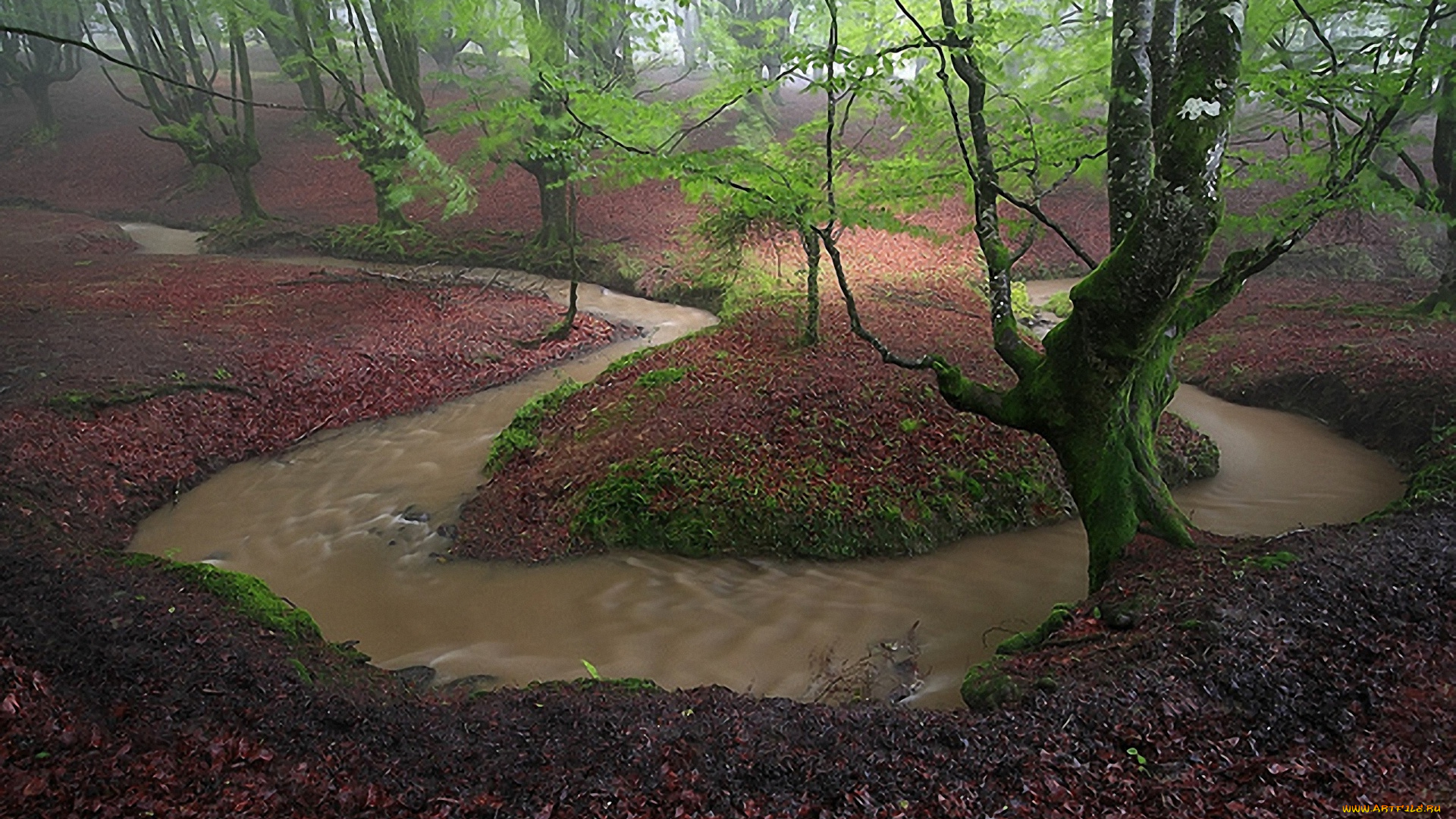 природа, реки, озера, ручей, листва, деревья