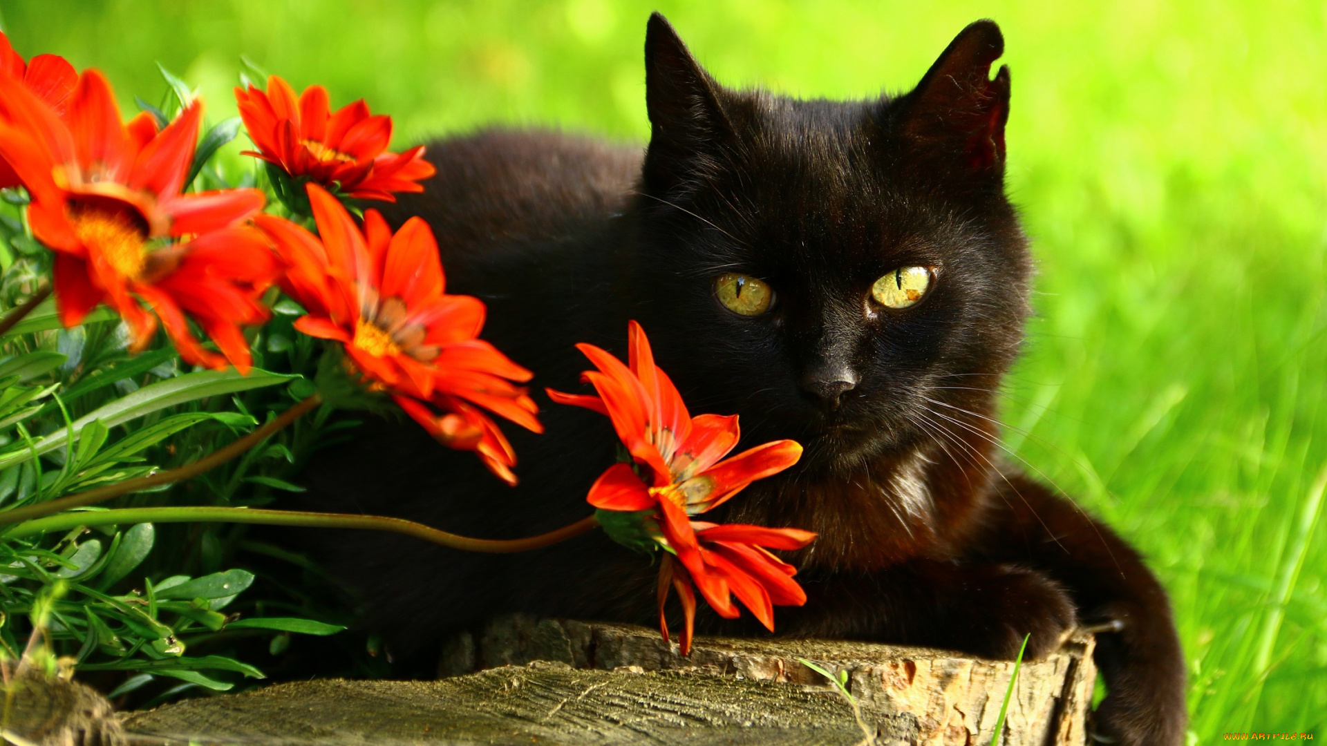 животные, коты, черный, клумба, глаза, кот, зеленый, кошка, фон, красные, пенёк, поза, лежит, цветы, взгляд, сад, морда, дерево, гацания, портрет