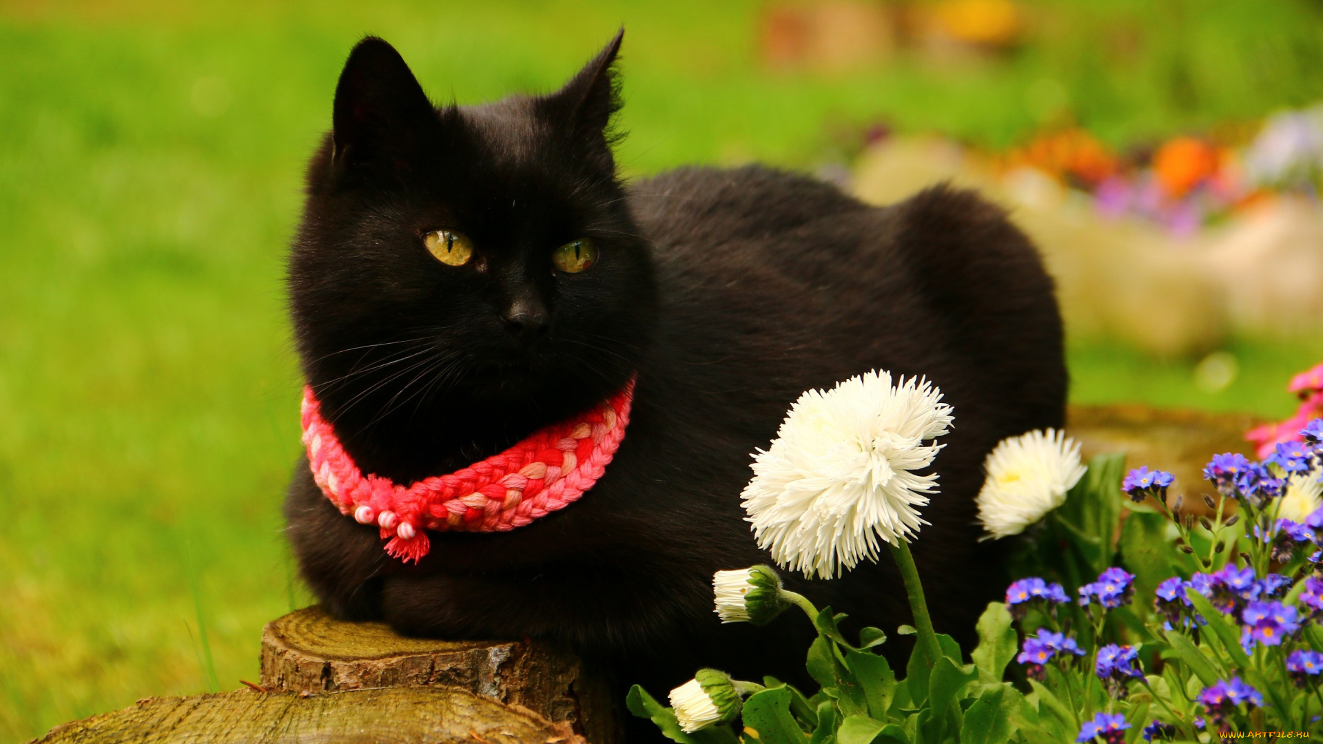 животные, коты, хвостик, ушки, шерсть, окрас, кот