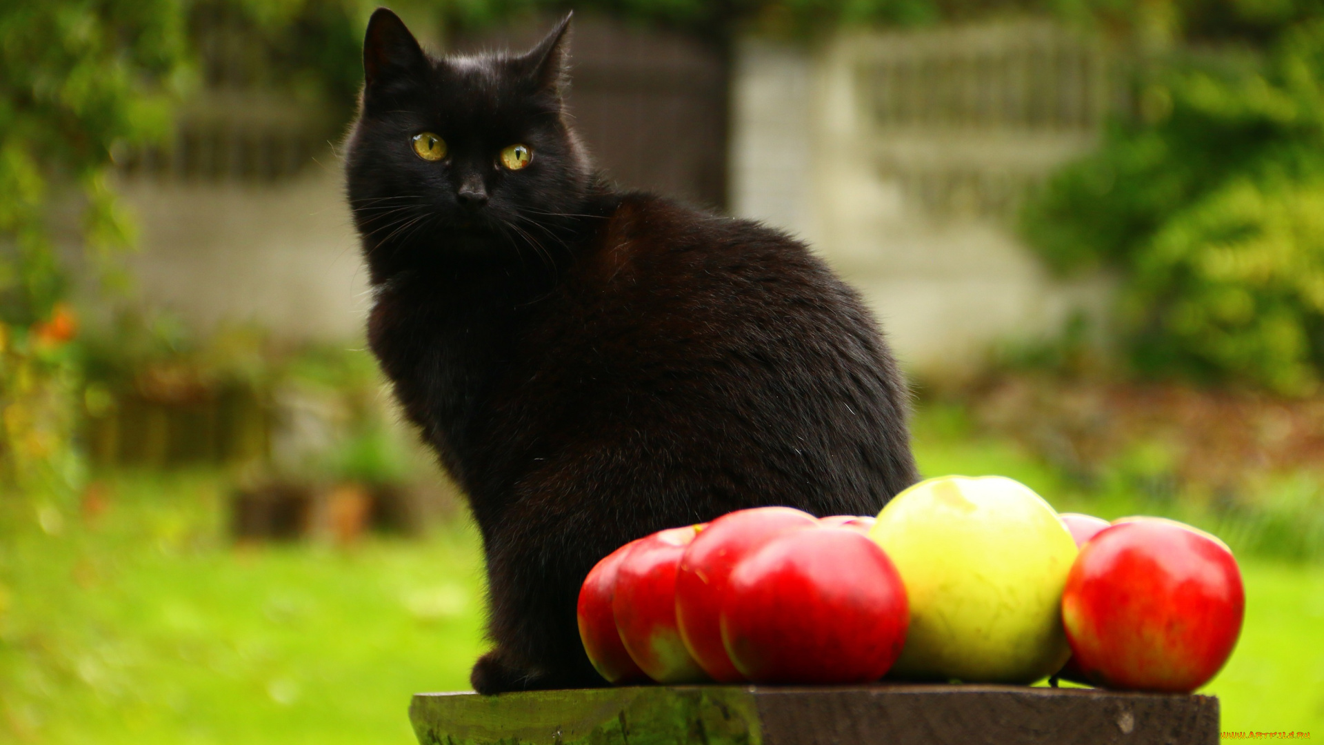 животные, коты, кошка, охранник, сидит, яблоки, кот, брусок, сад, красавец, деревяшка, зелень, фрукты, лето, поза, взгляд