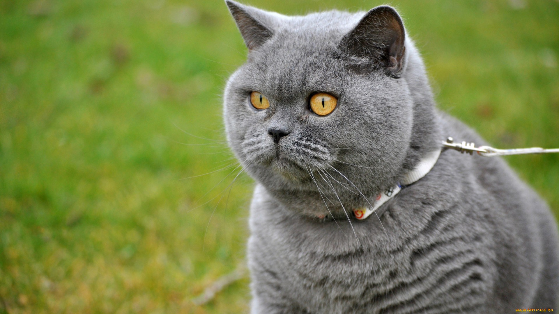 животные, коты, кот, зелень, поводок, улица, прогулка, серый, портрет, кошка, желтоглазый, мордаха, взгляд, выгул, красавец, ошейник, трава, глаза, британский