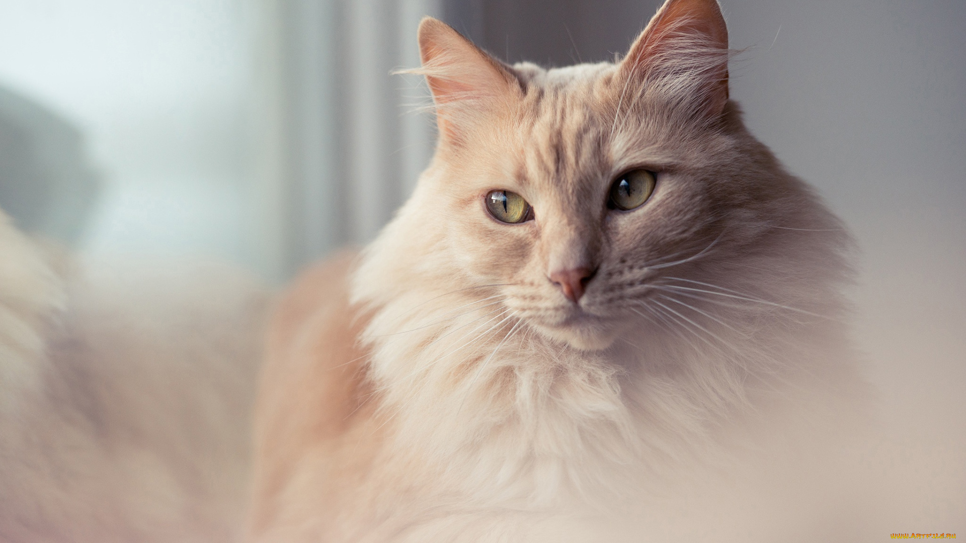 животные, коты, женственная, персиковая, пушистая, глаза, кот, портрет, взгляд, кошка, мягкая, нежная, фон, рыжая