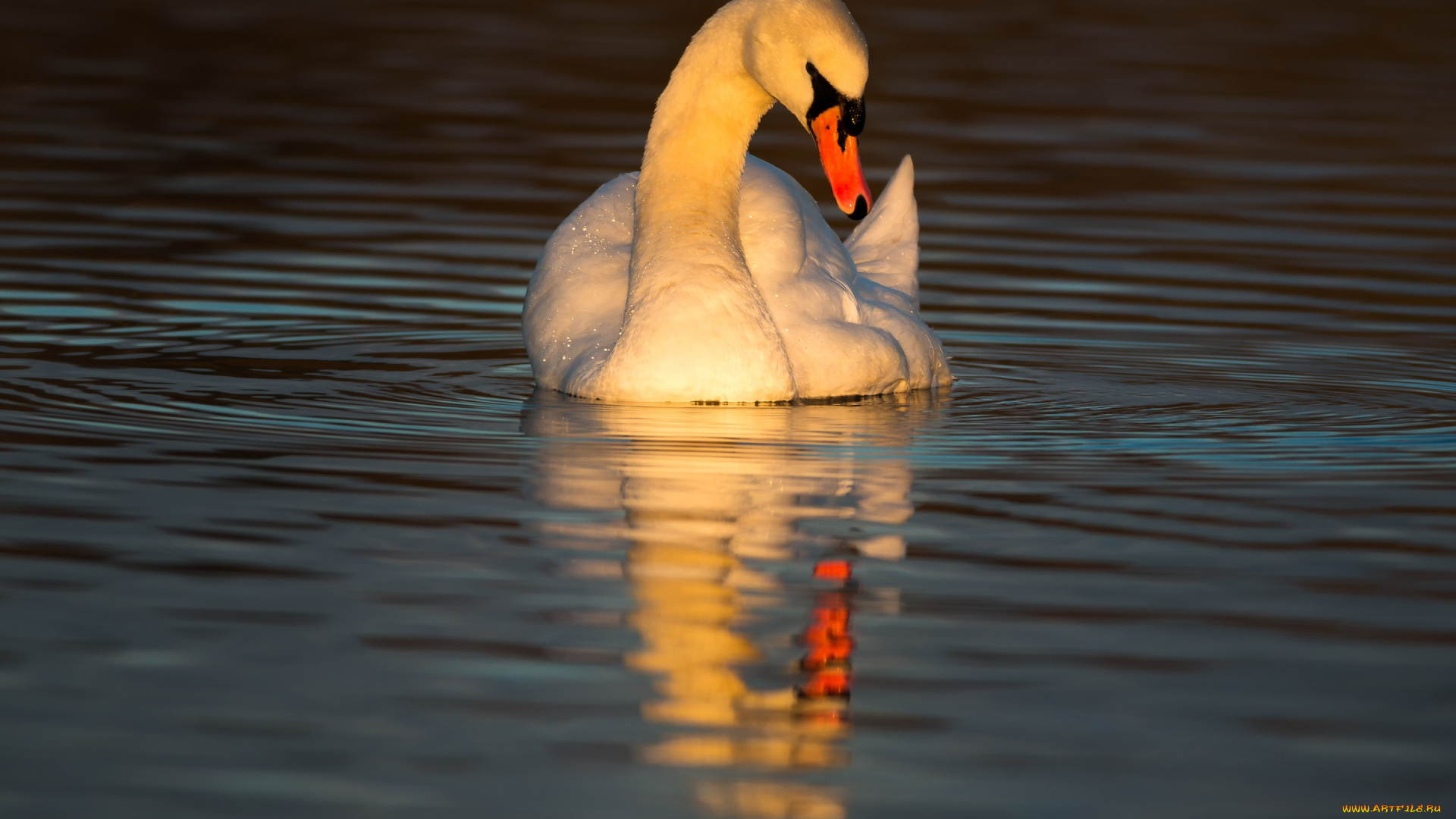 животные, лебеди, соло, лебедь, закат, лубуется, птица, водоем, солнце, круги, по, воде, поза, отражение, освещение, вода, вечер, зеркало, любование