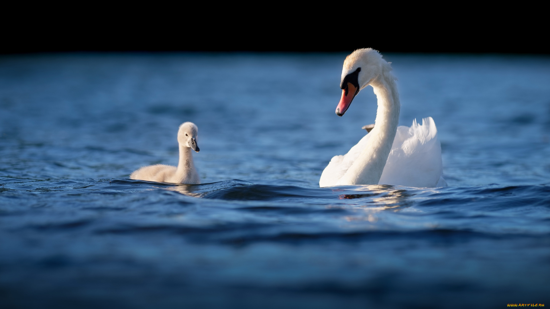 животные, лебеди, вода, птенец, лебедь, мило, мать, плавание, птицы, водоем
