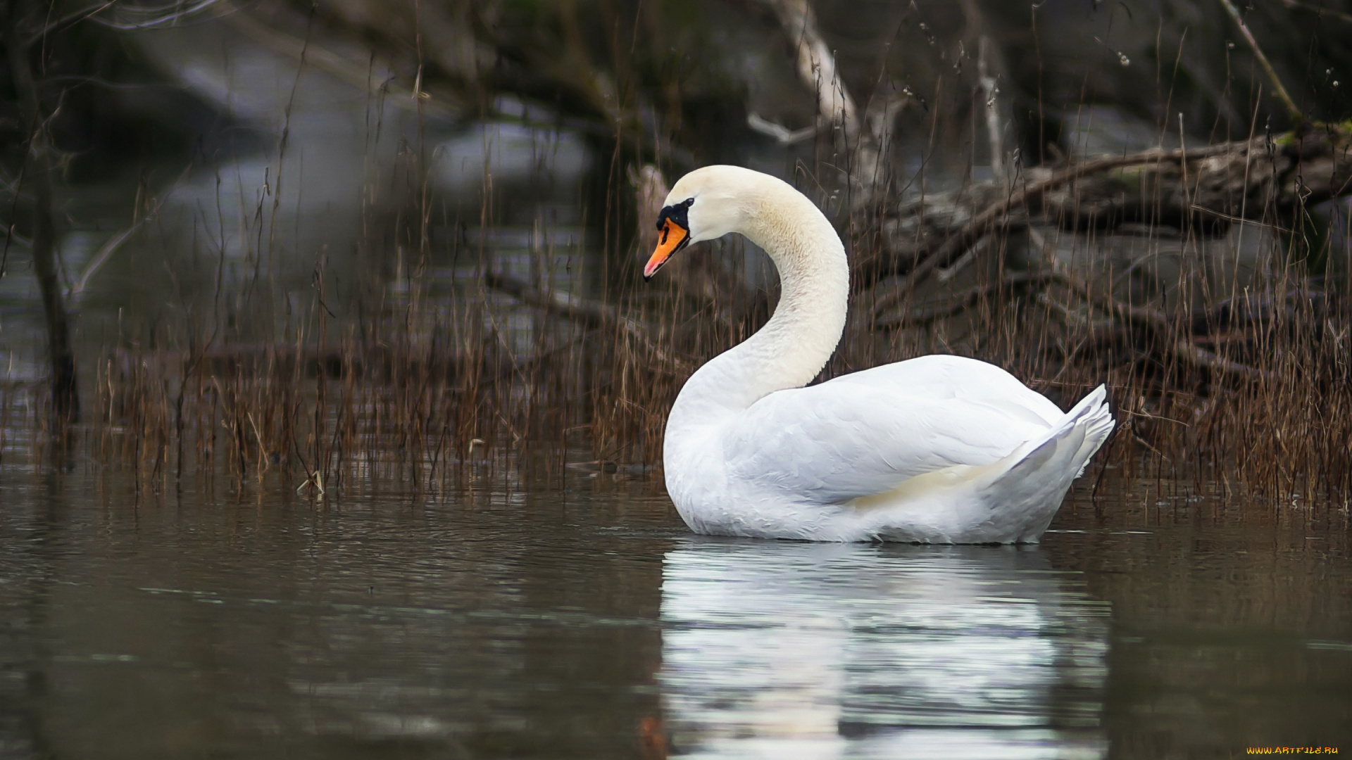 животные, лебеди, водоем, лебедь, птица, озеро, коряги, отражение, трава, заводь