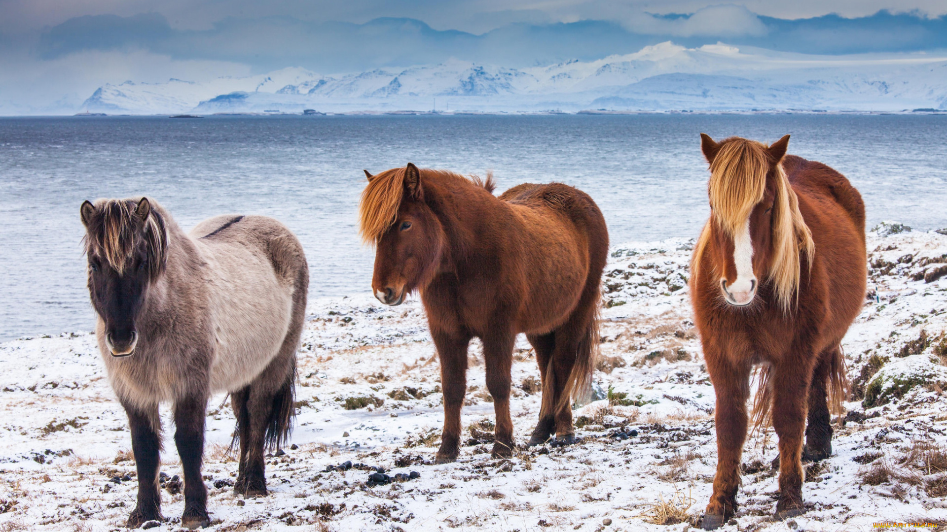 животные, лошади, лотос, красиво, лепестки, листок, боке