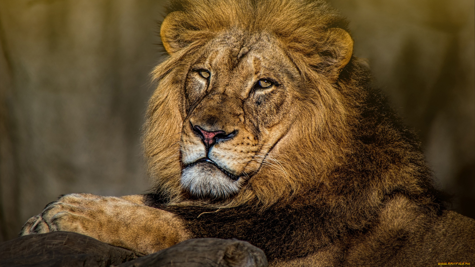 животные, львы, дикие, кошки, достоинство, морда, выражение, царь, природа, взгляд, лежит, портрет, лев, важный