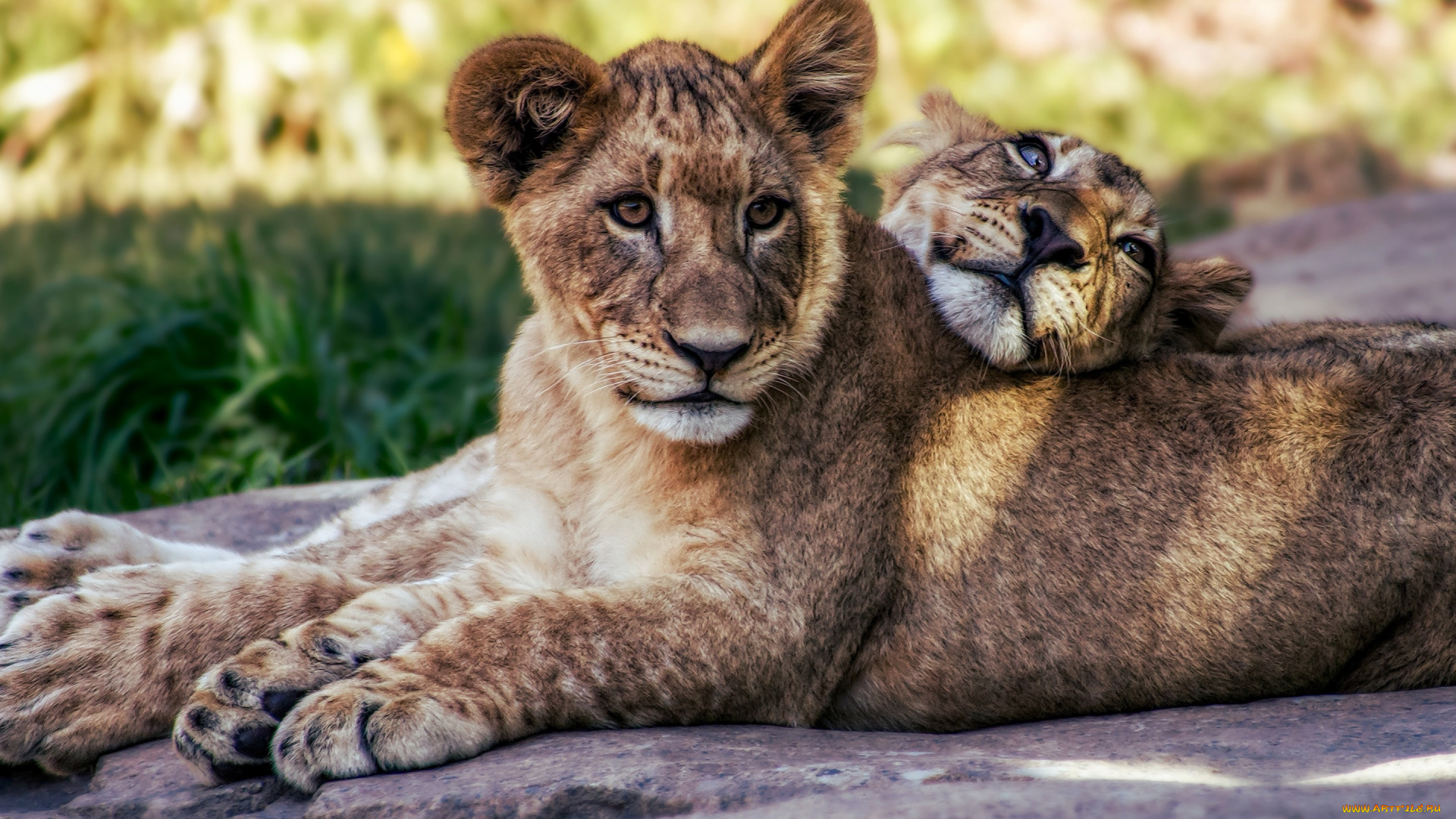 животные, львы, кошки, лето, расслабляются, лев, львята, природа, дикие, нега, прайд, пара