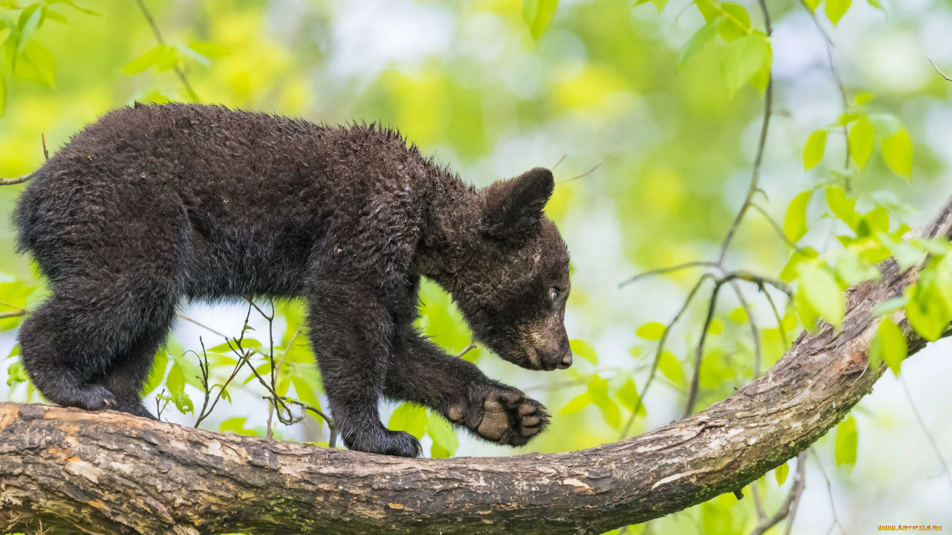 животные, медведи, дерево, ветка, медвежонок