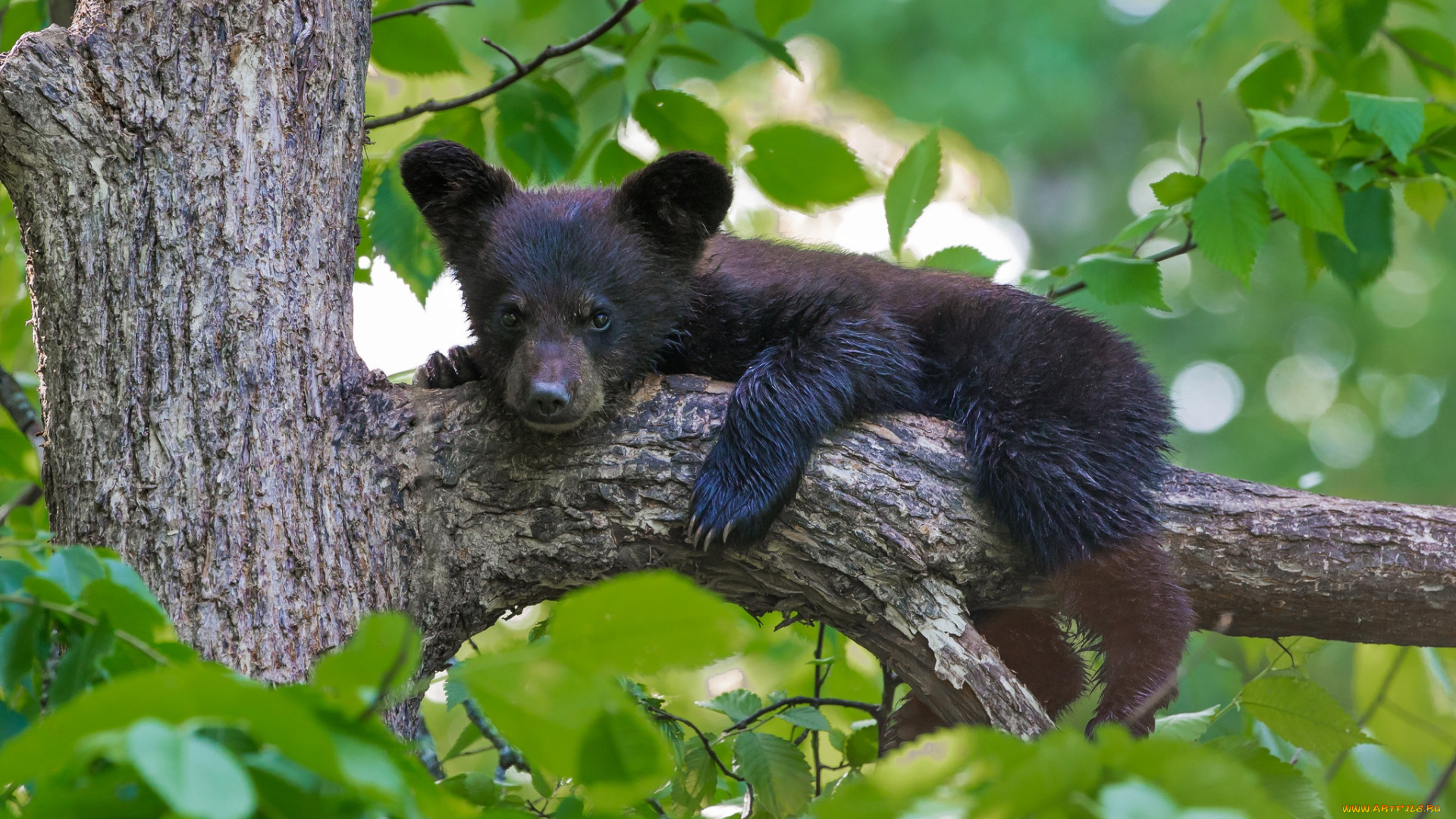 животные, медведи, малыш, дерево, медвежонок
