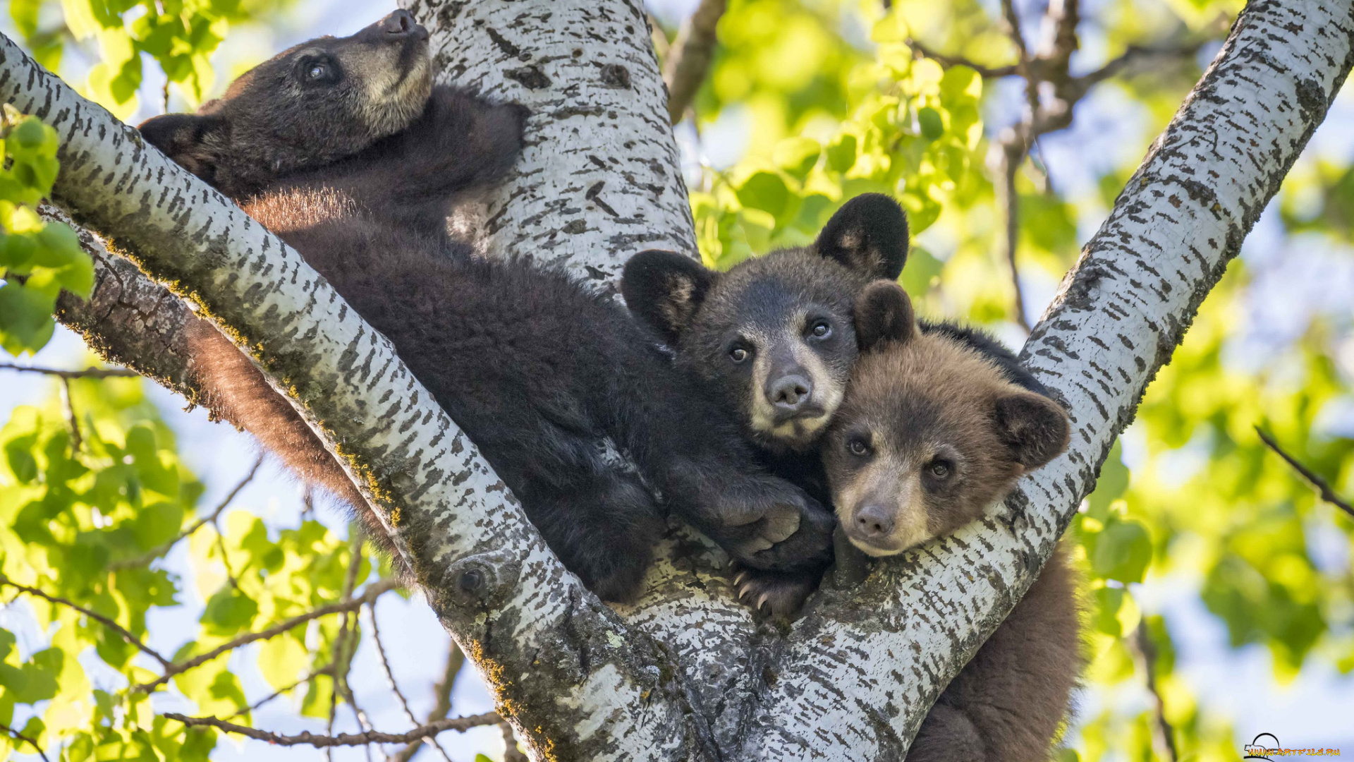 животные, медведи, медвежата, трио, дерево, малыши