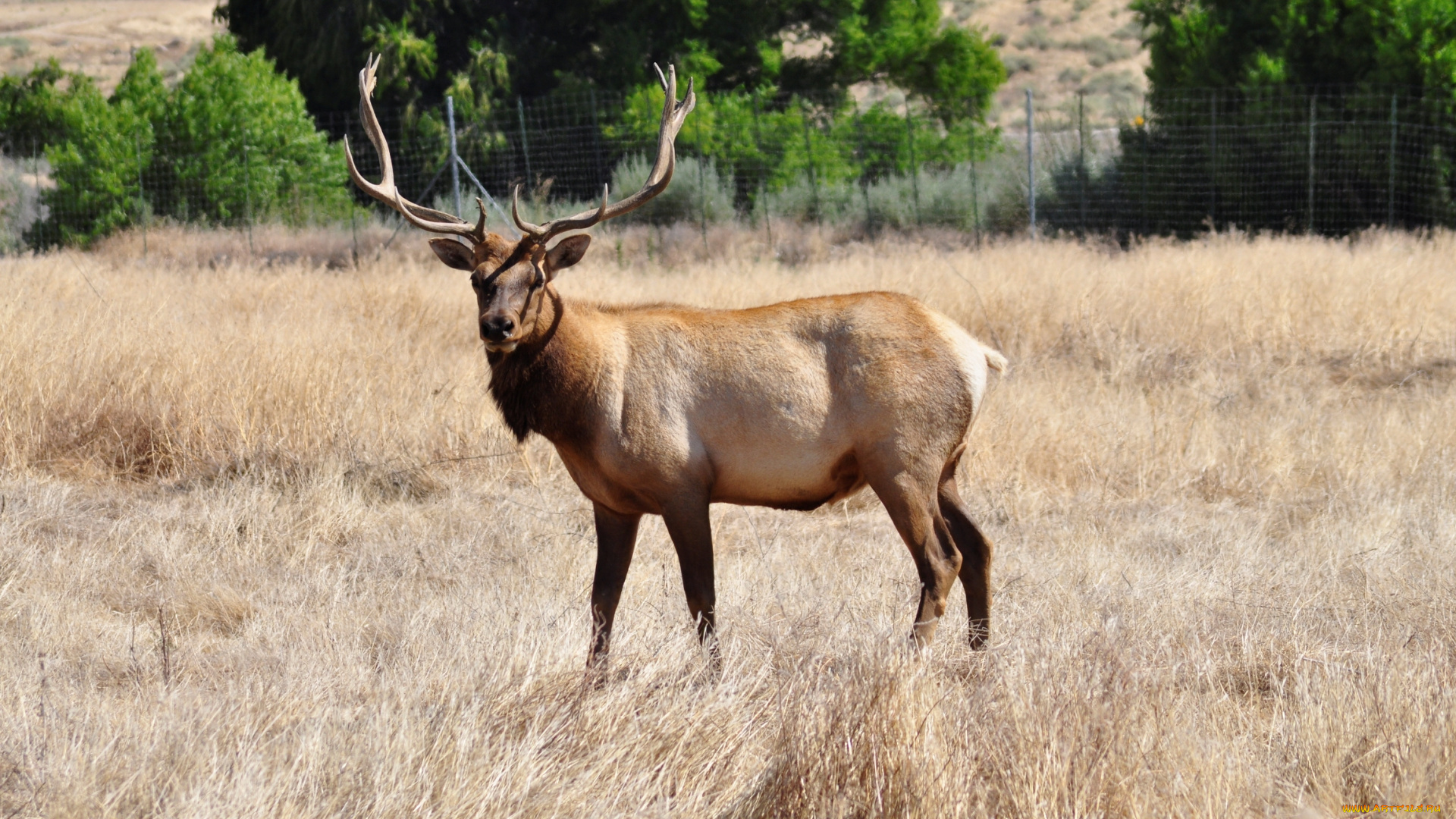 животные, олени, трава, загон, рога, олень, марал