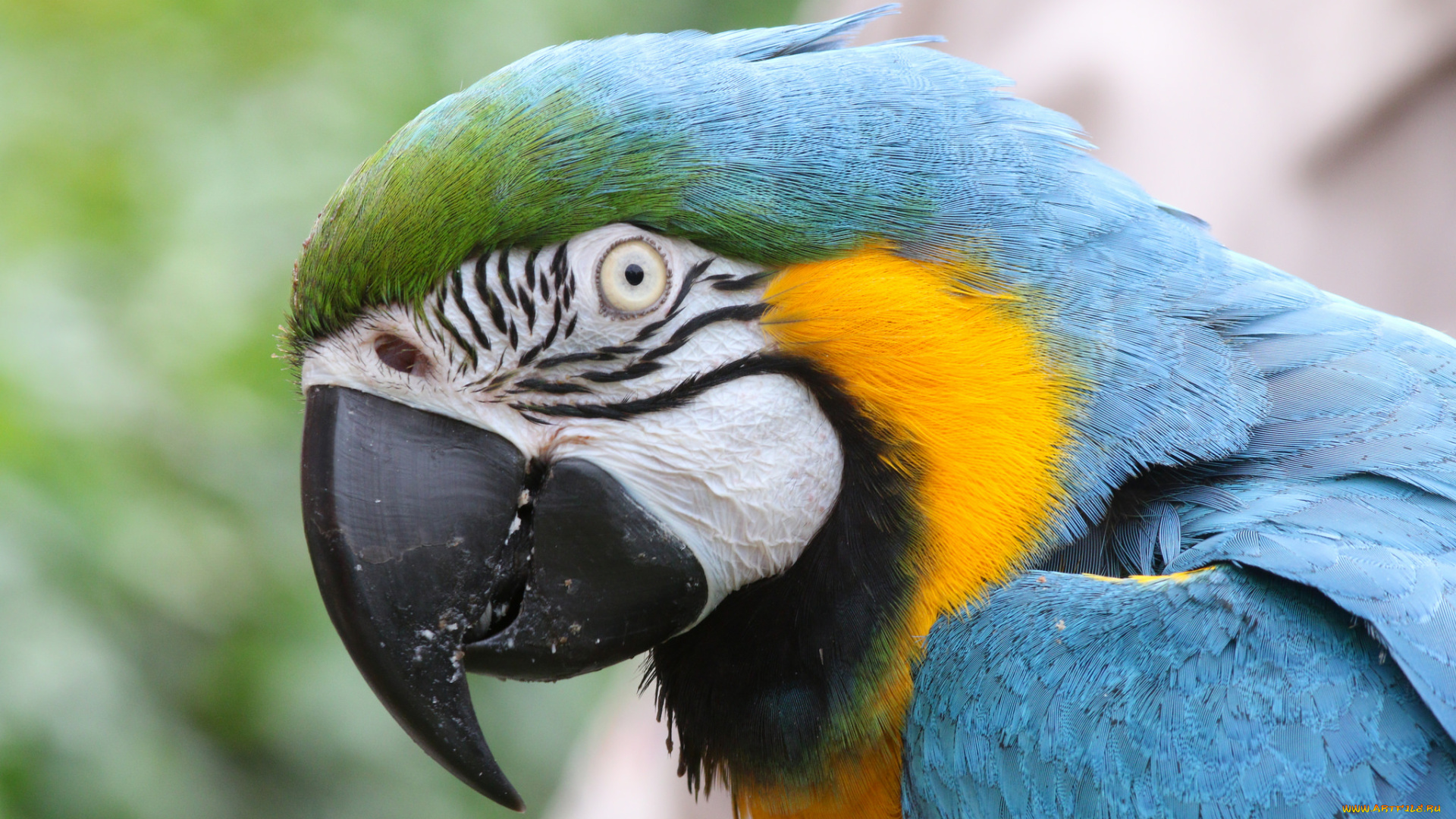 животные, попугаи, окрас, попугай, клюв, перья