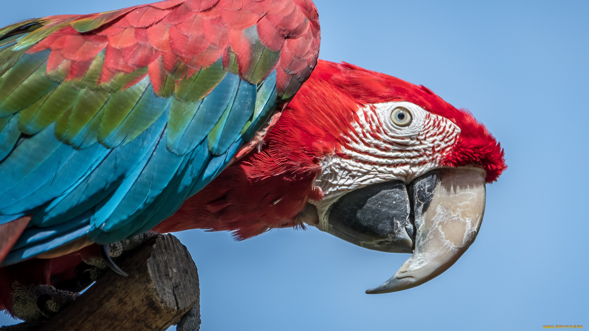 животные, попугаи, окрас, попугай, перья, клюв