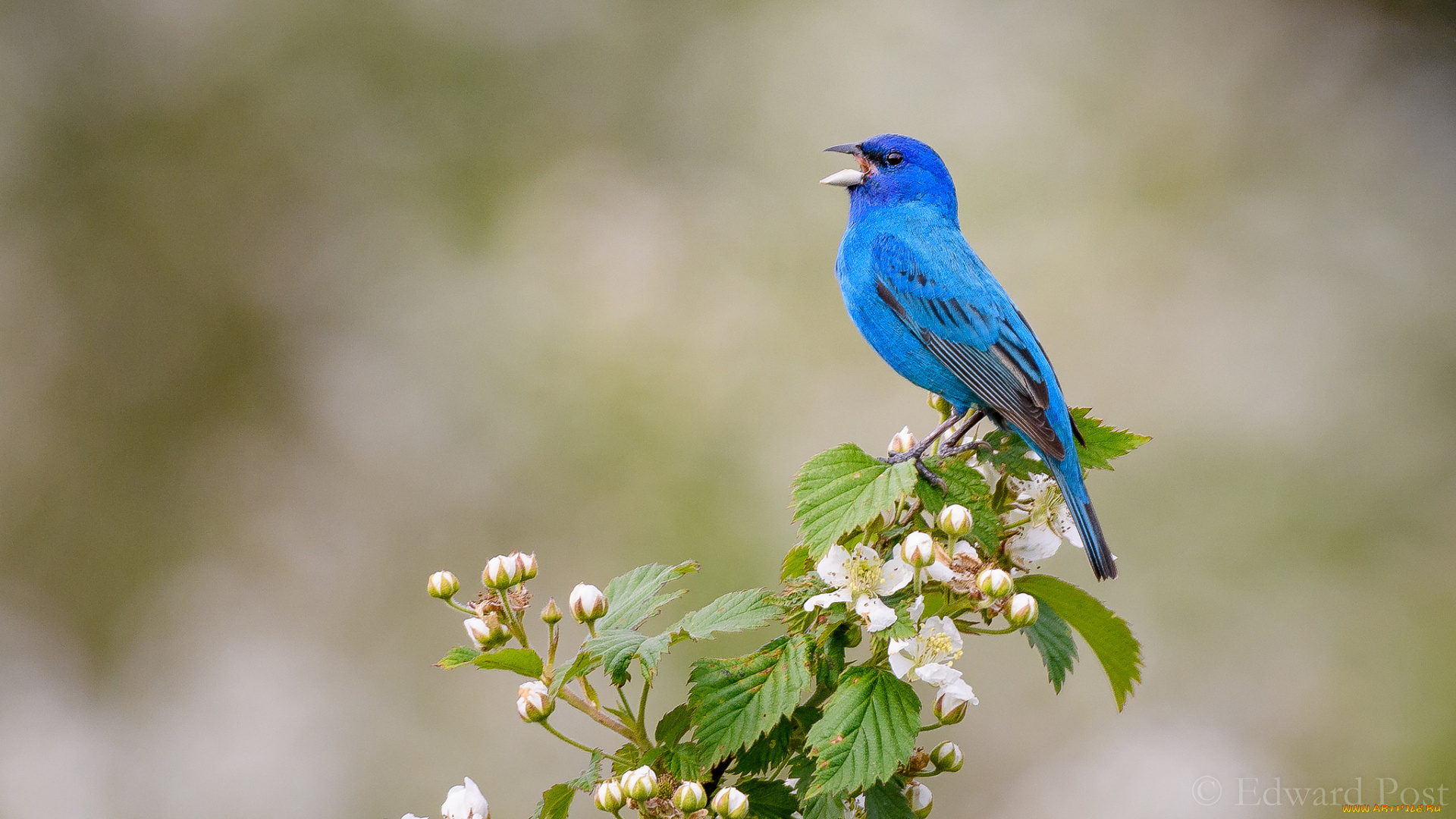 животные, птицы, окрас, перья, цветы, птица
