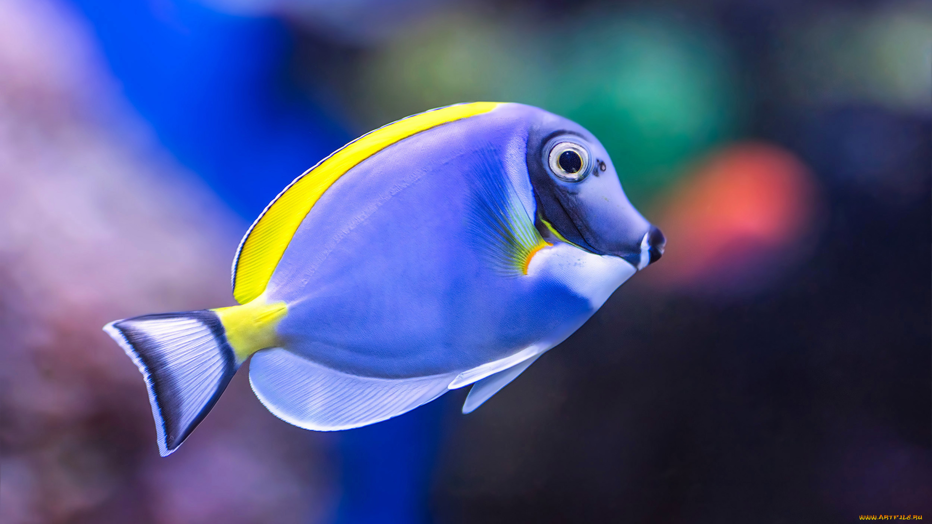 животные, рыбы, рыба, аквариум, окрас