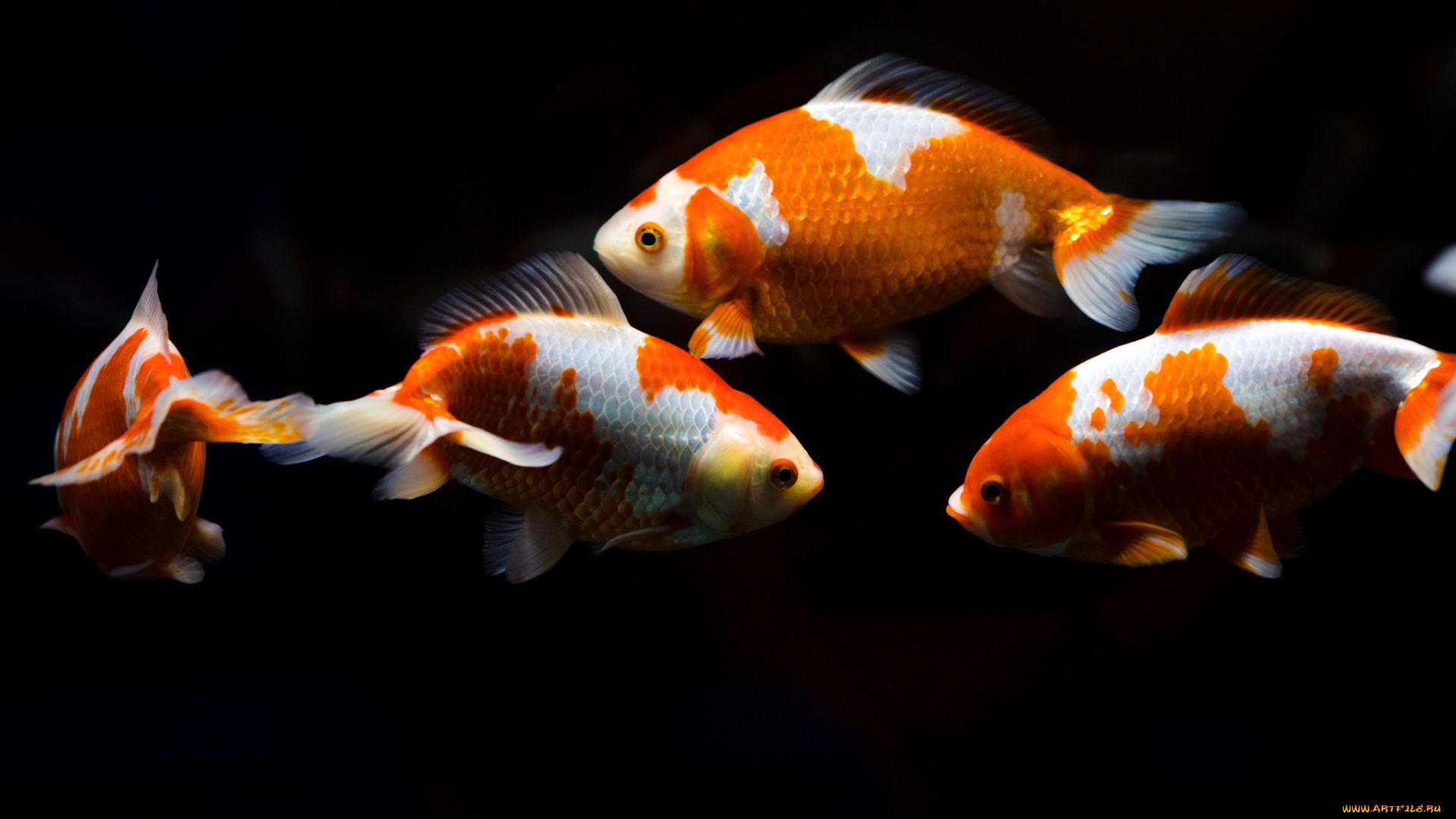 животные, рыбы, рыба, рыбки, плавники