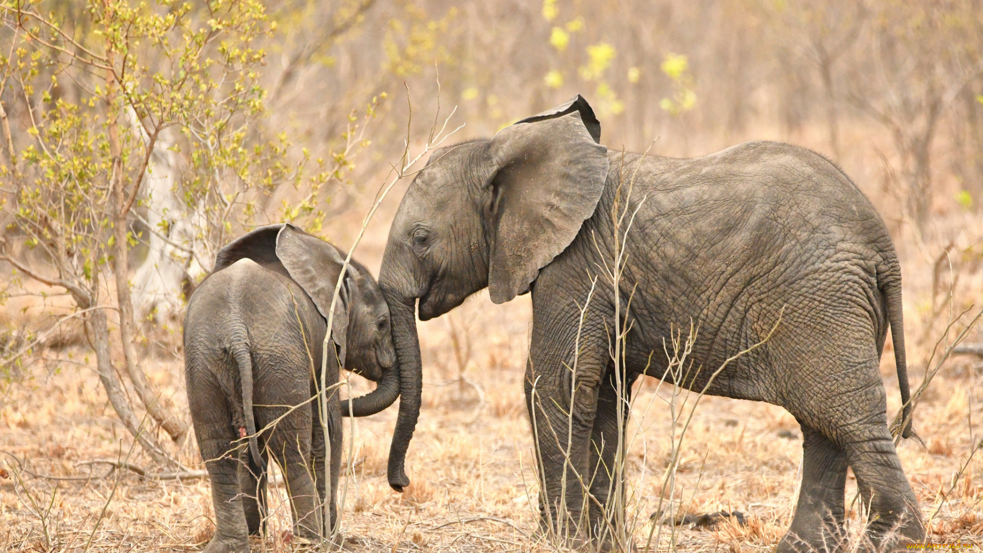 животные, слоны, хобот, слон, большой, красивый