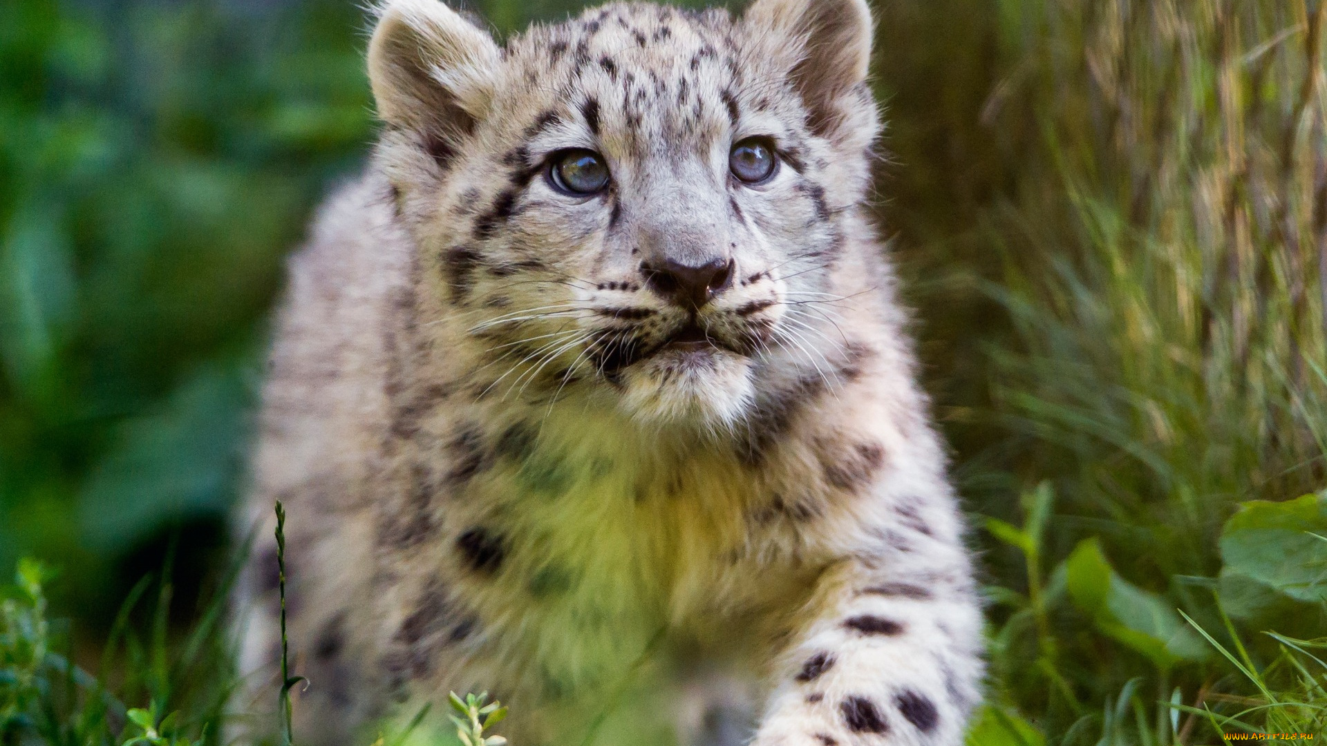 животные, снежный, барс, , ирбис, барс, детеныш, кошки, прогулка, снежный, взгляд, малыш, котенок, дерево, морда, зоопарк, портрет, трава, дикие