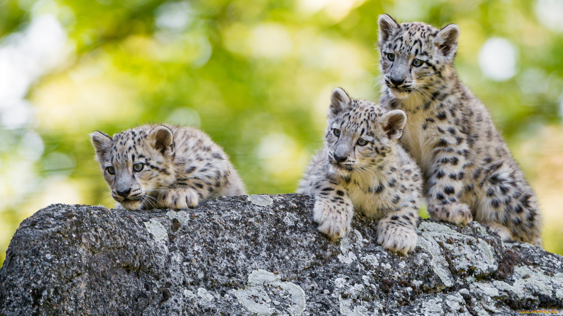 животные, снежный, барс, , ирбис, детеныши, зелень, лето, морда, прогулка, снежный, барс, фон, троица, котята, милашки, дикие, кошки, зоопарк, барсы, камень, трио, боке, малыши