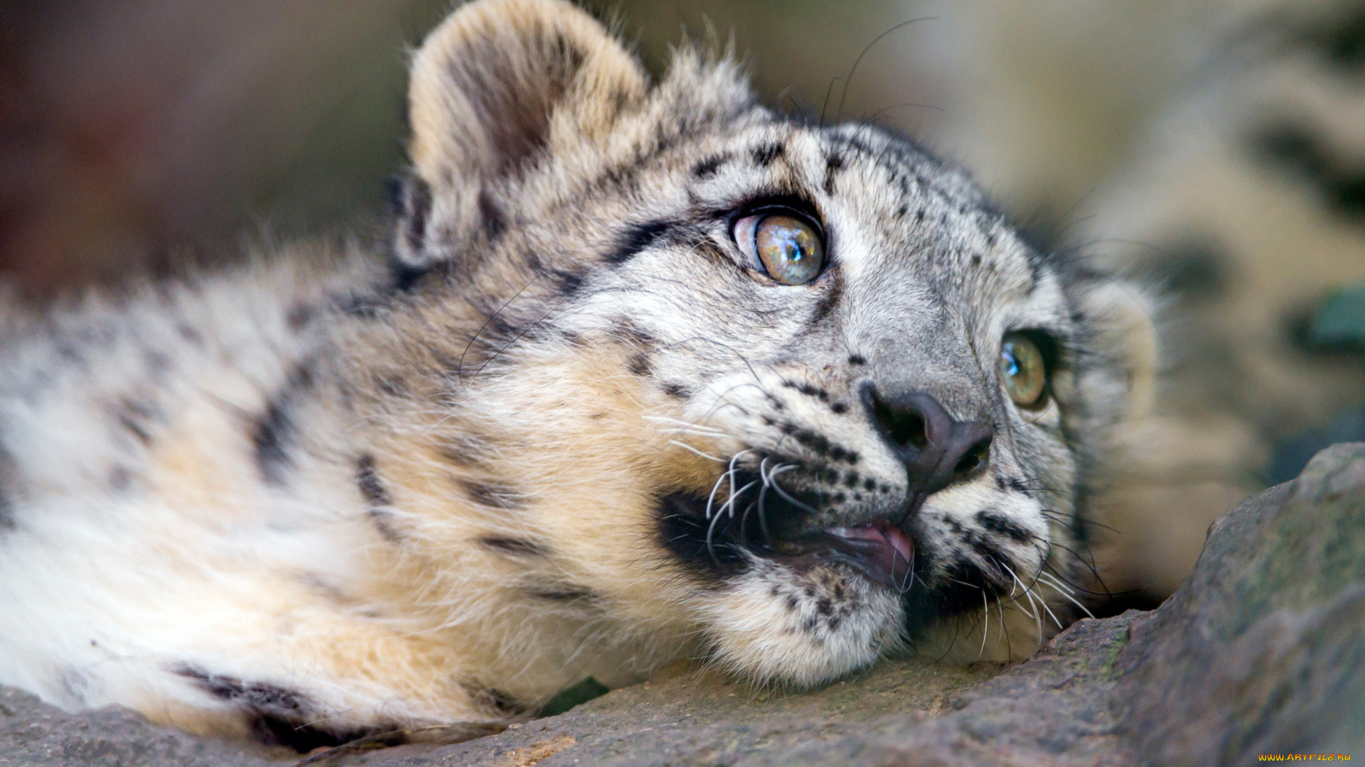 животные, снежный, барс, , ирбис, дикие, кошки, камни, зоопарк, детеныш, крупный, план, малыш, взгляд, лежит, портрет, снежный, барс, морда, котенок