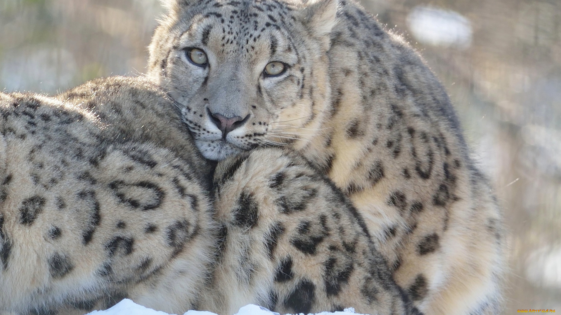 животные, снежный, барс, , ирбис, хищник, шерсть, снежный, барс, окрас