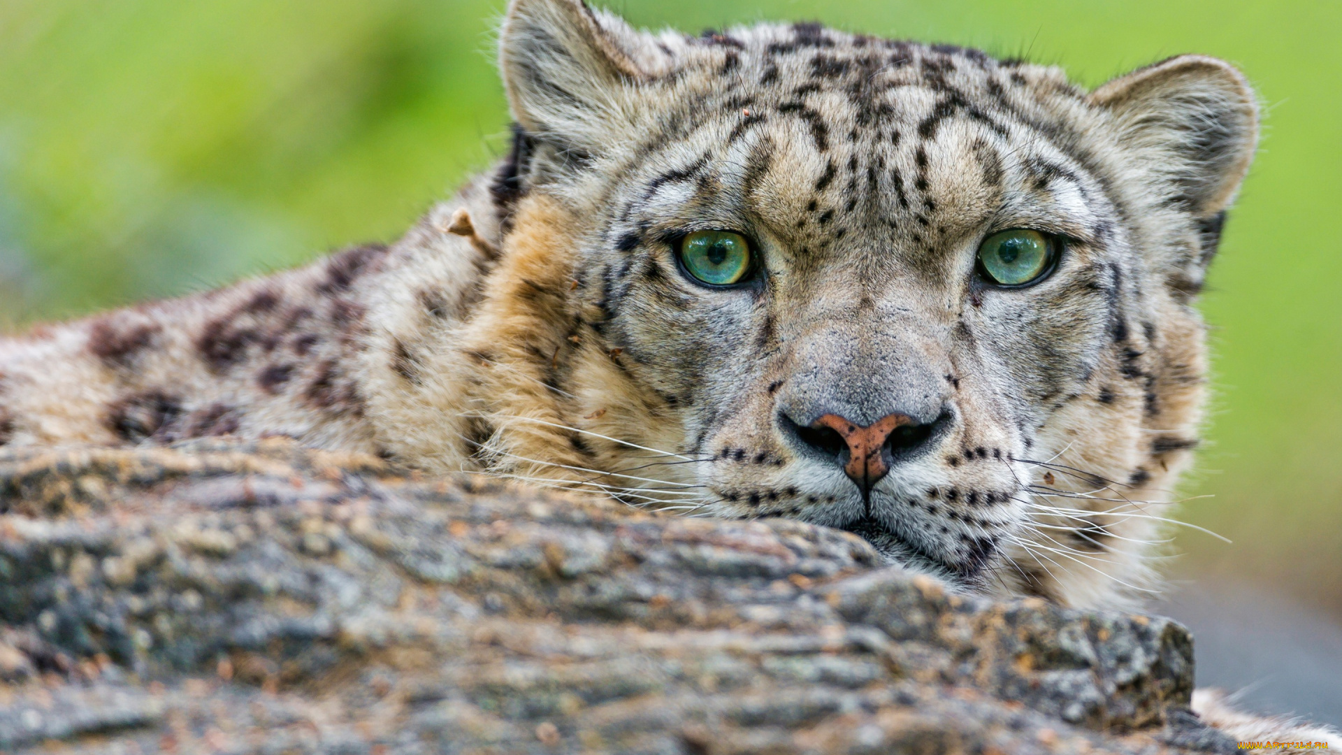 животные, снежный, барс, , ирбис, кошки, портрет, взгляд, камень, снежный, барс, морда, выразительный, дикие, зоопарк, крупный, план, зеленые, глаза