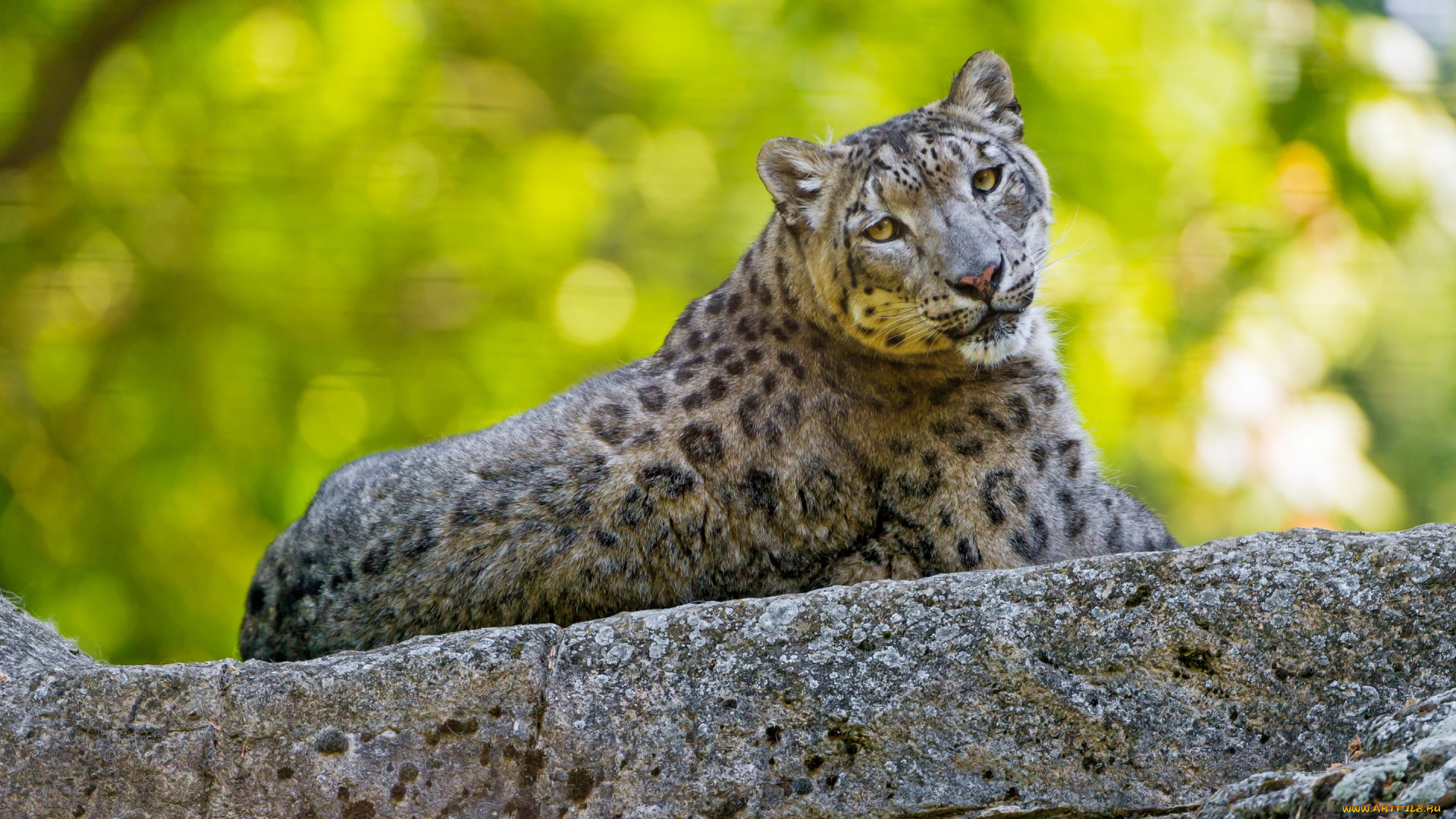 животные, снежный, барс, , ирбис, лето, барс, взгляд, лежит, зеленый, фон, снежный, красавец, дикие, кошки, боке, зоопарк, эффектно, камень, поза