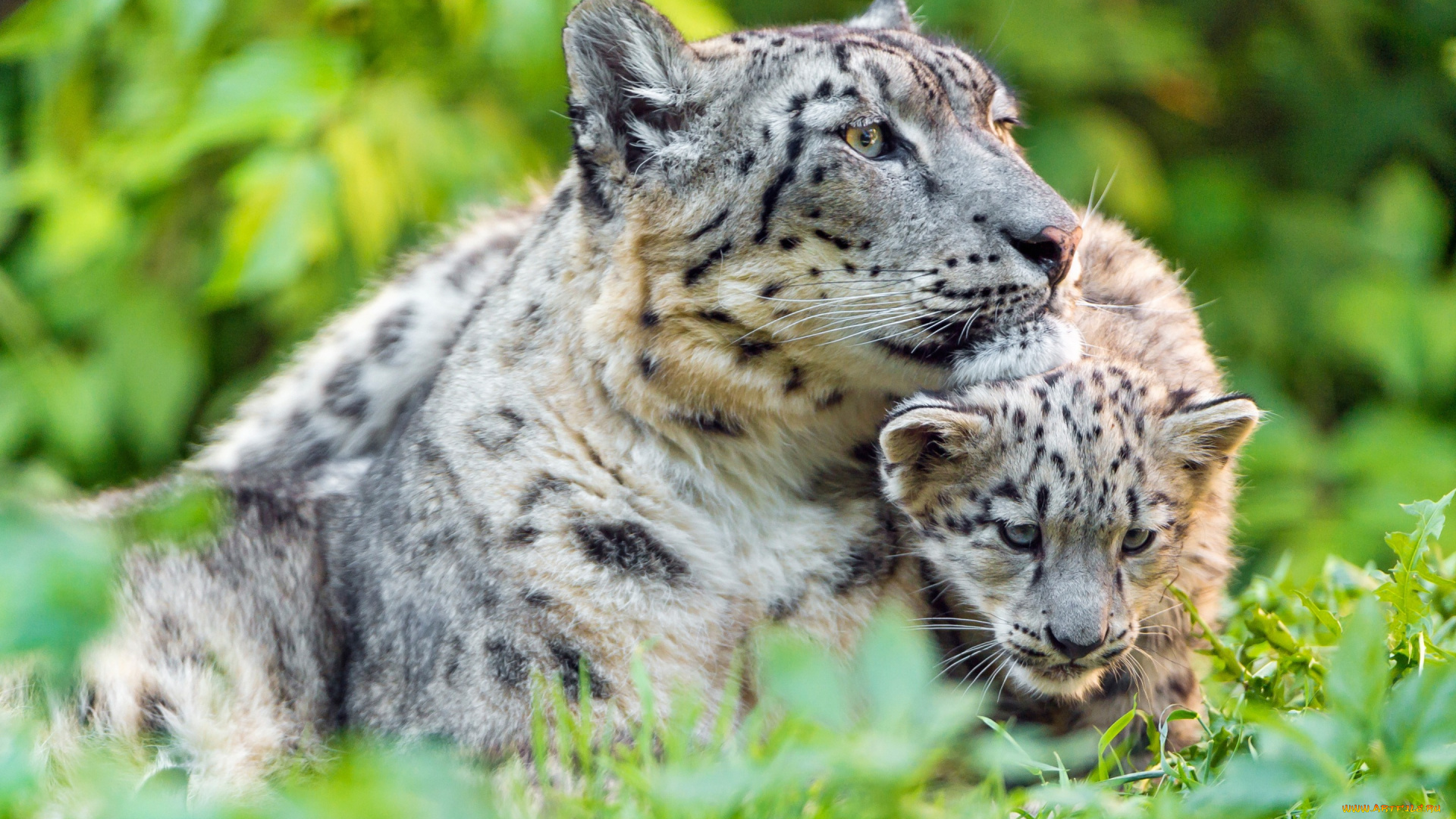 животные, снежный, барс, , ирбис, малыш, мать, снежный, барс, забота, котенок, зелень, дикие, кошки, морда, дитя, отдых, зоопарк, детеныш, лето, трава