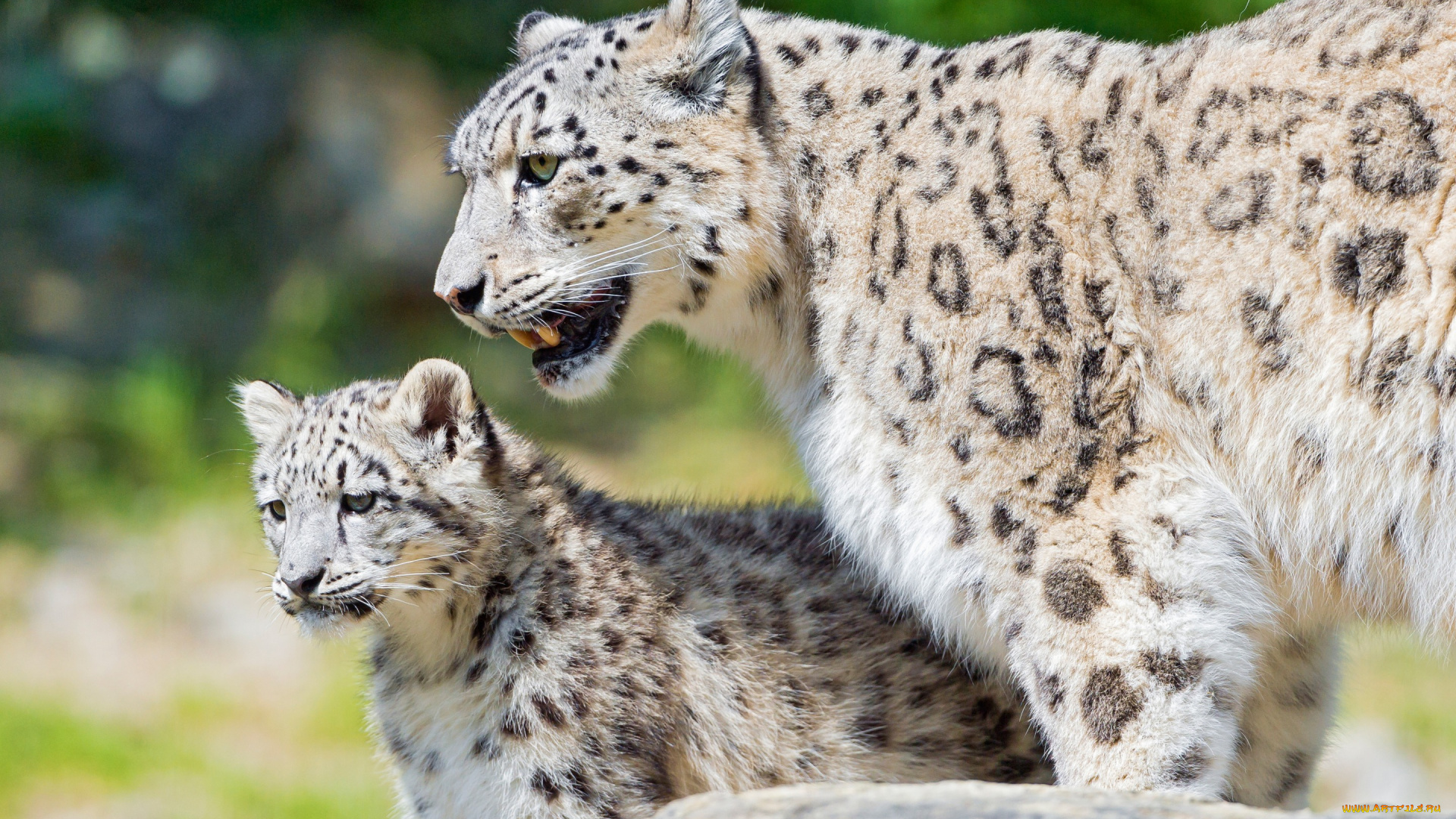 животные, снежный, барс, , ирбис, природа, дитя, барсы, детеныш, зоопарк, кошки, охрана, камень, мать, бдительность, взгляд, котенок, забота, дикие, малыш, снежный, барс, фон