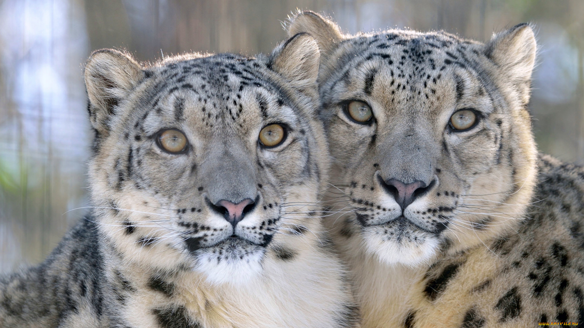 животные, снежный, барс, , ирбис, шерсть, окрас, снежный, барс, хищник