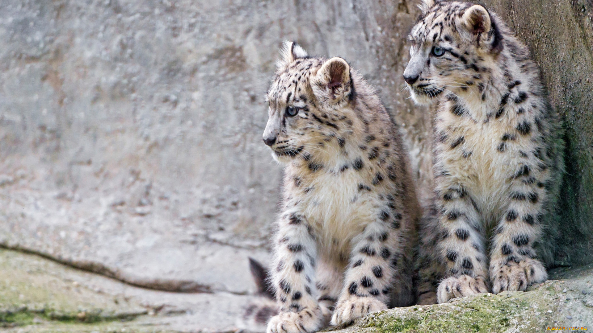животные, снежный, барс, , ирбис, сидят, детеныши, милые, фон, снежный, барс, котята, морда, дикие, кошки, боке, пара, малыши, барсы, зоопарк, камни