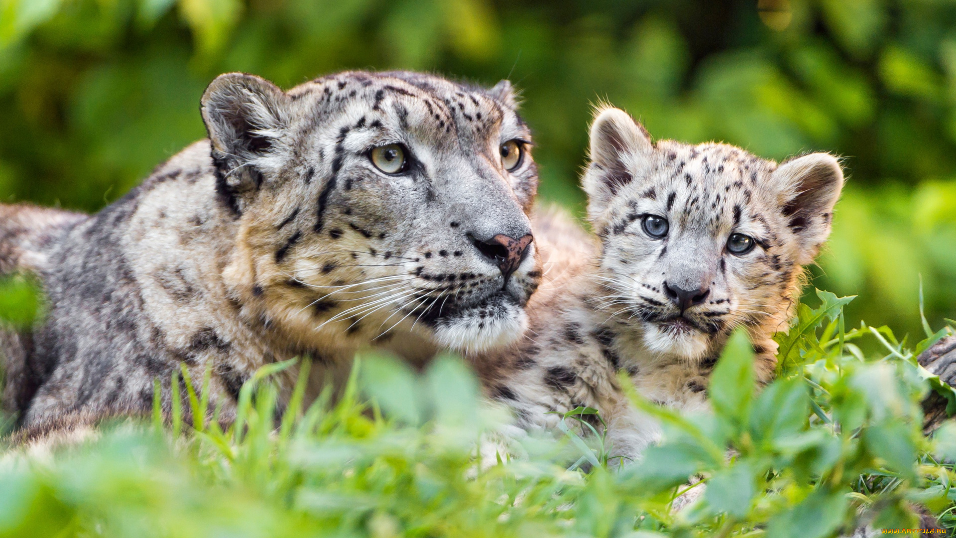 животные, снежный, барс, , ирбис, зелень, кошки, барсы, трава, мать, взгляд, забота, малыш, снежный, барс, котенок, дитя, дикие, зоопарк, детеныш