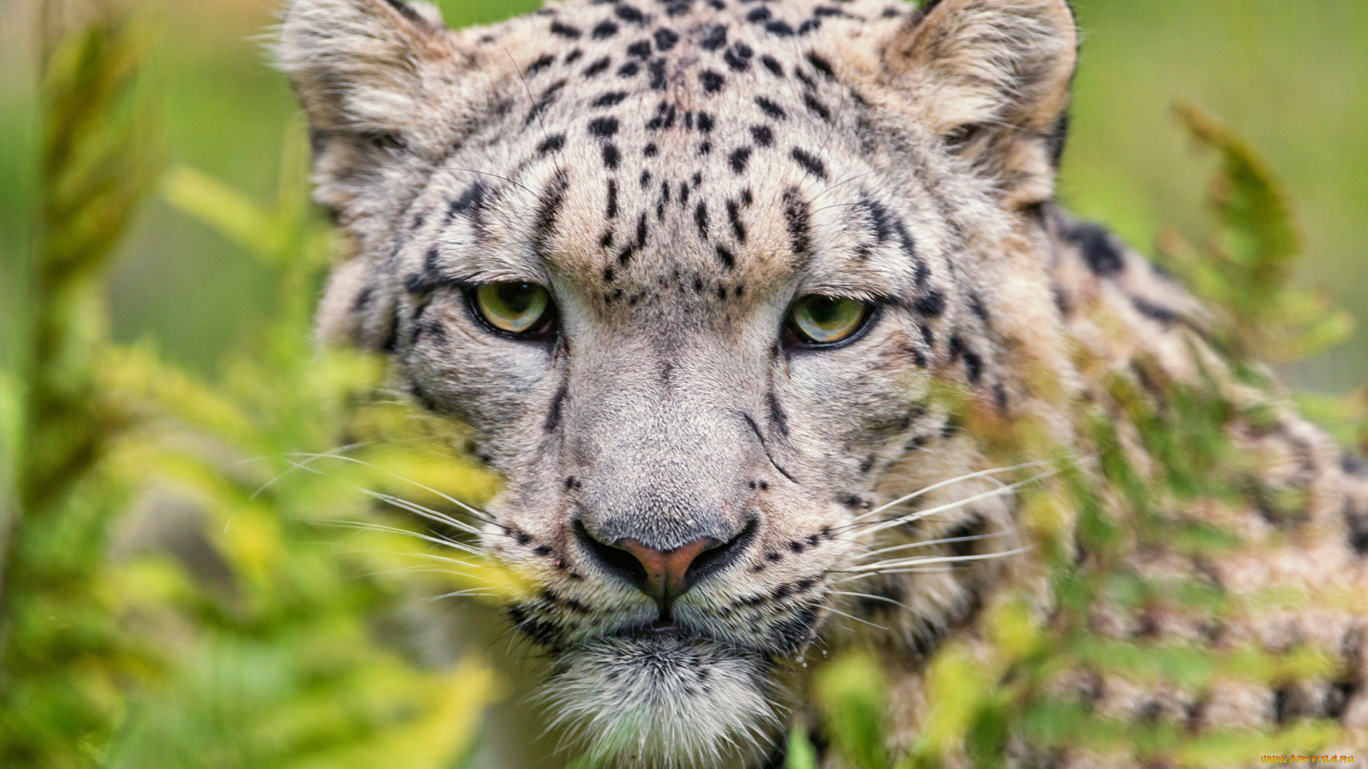 животные, снежный, барс, , ирбис, зеленые, глаза, зоопарк, кошки, камень, крупный, план, портрет, взгляд, морда, снежный, барс, дикие, выразительный