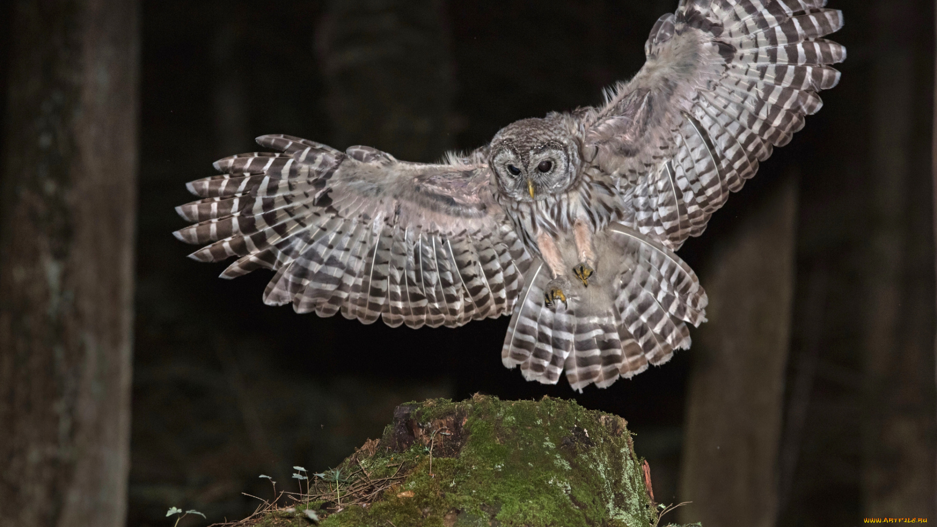 животные, совы, крылья, полет, окрас, сова, природа