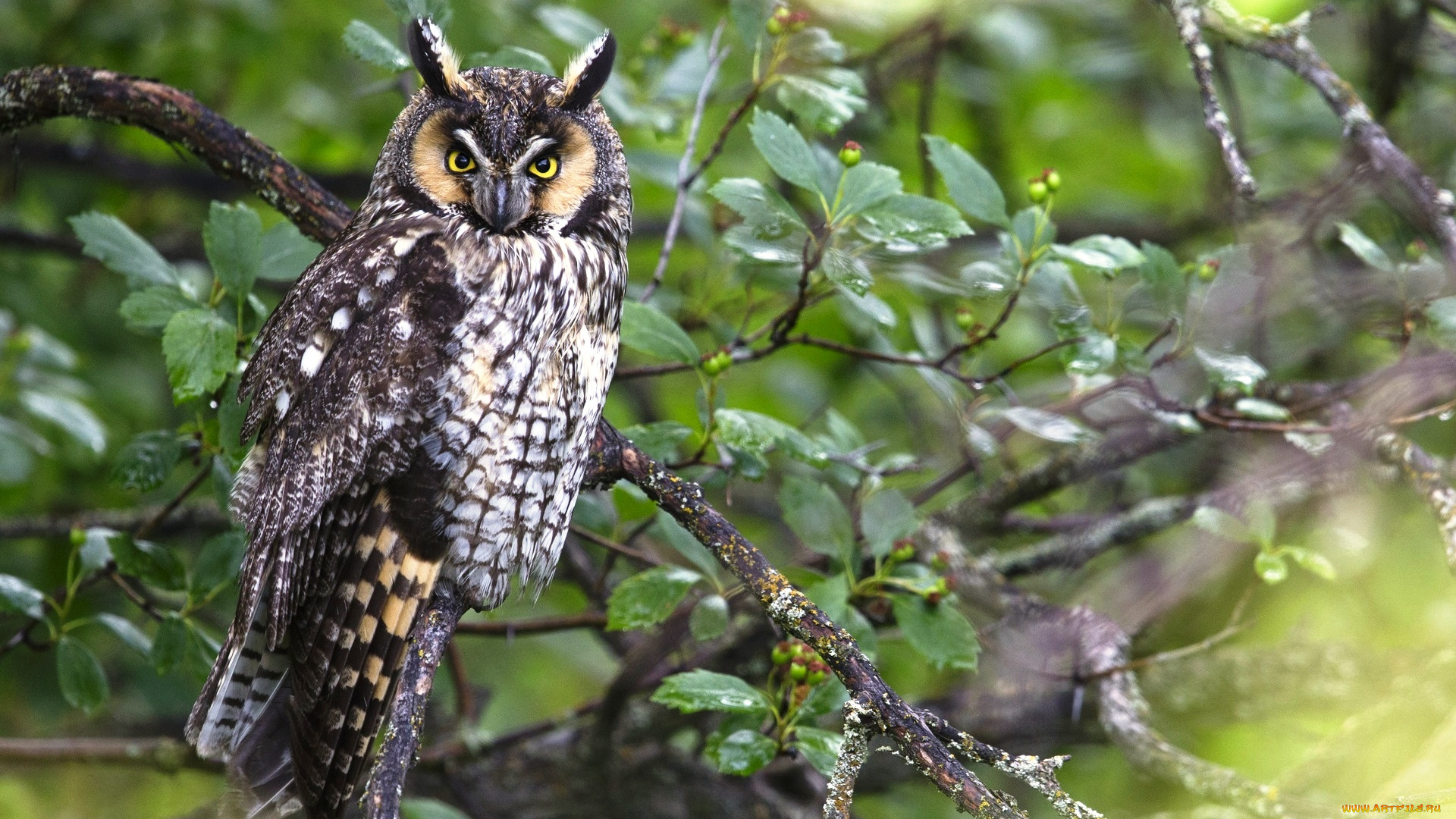 животные, совы, ветки, взгляд, ушастая, сова