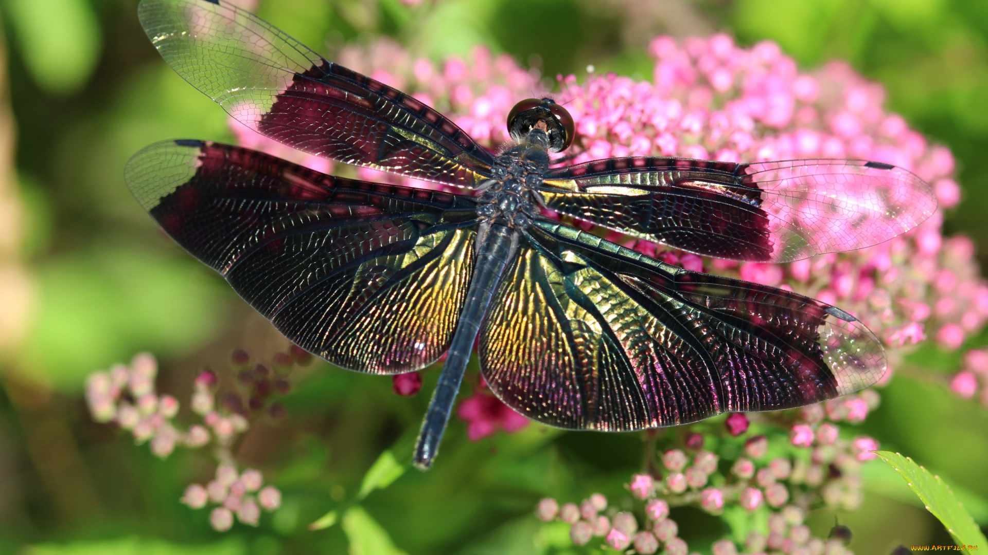 животные, стрекозы, блеск, лето, насекомые, красивая, стрекоза, яркая, крылышки, зелень, сияние, макро, цветы