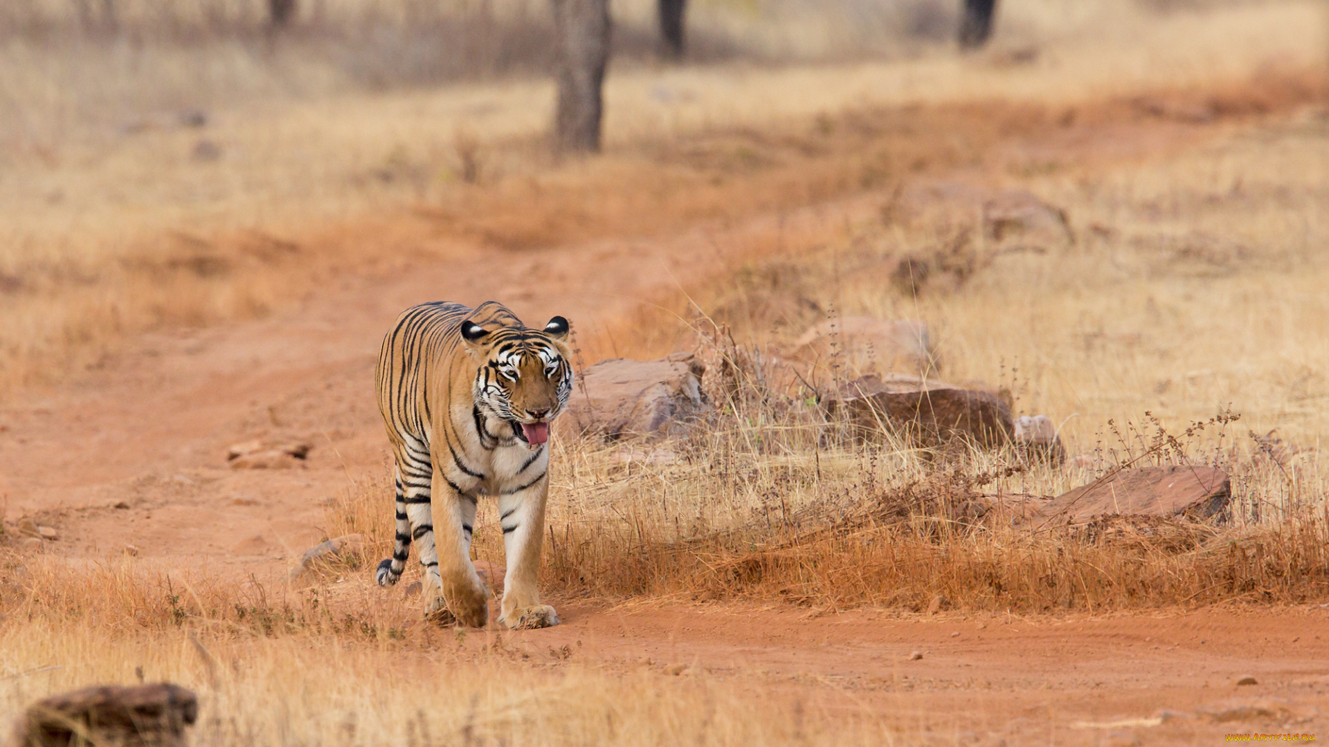 животные, тигры, хищник, шерсть, окрас, тигр