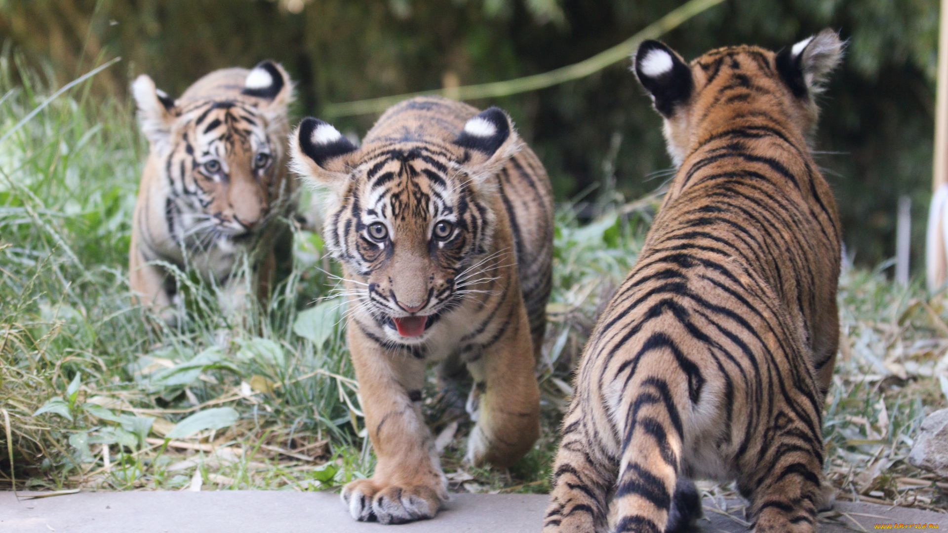 животные, тигры, шерсть, хищник, окрас, тигр