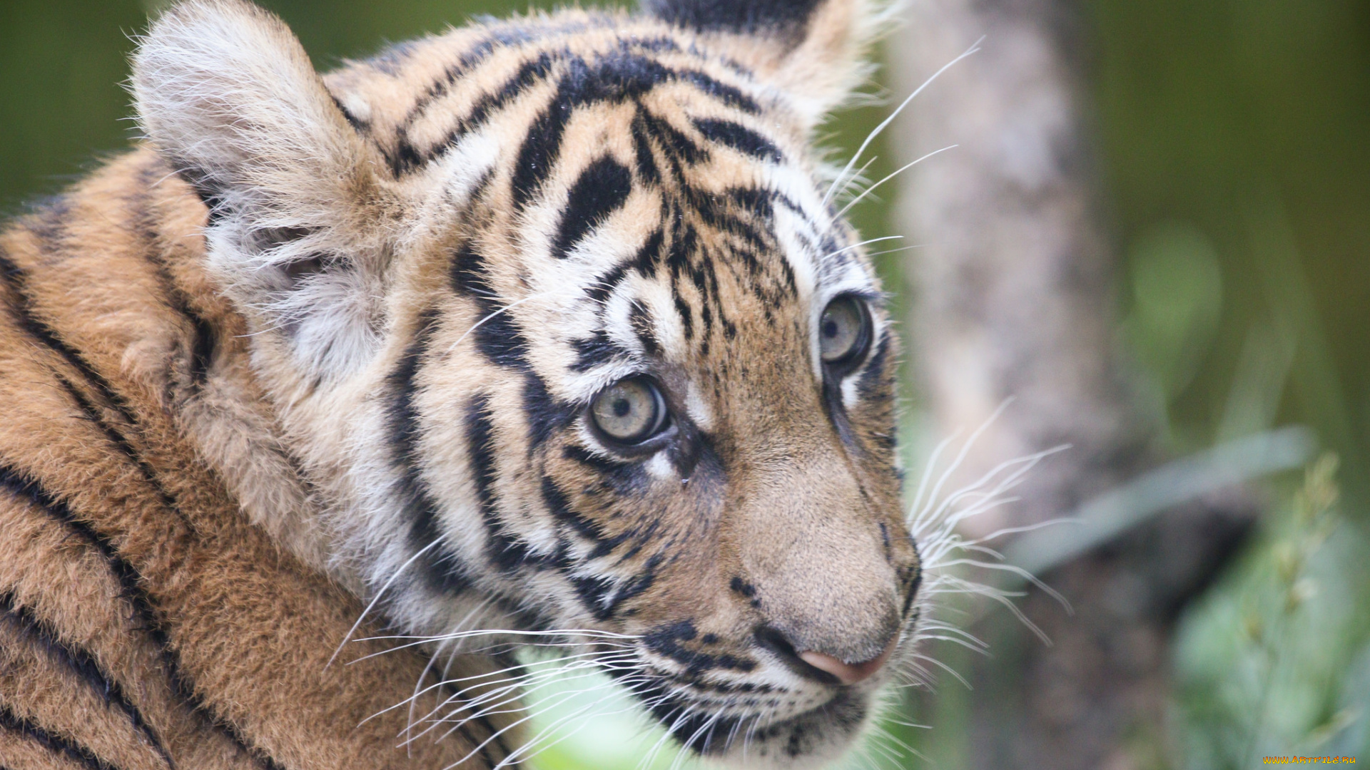 животные, тигры, тигр, хищник, шерсть, окрас