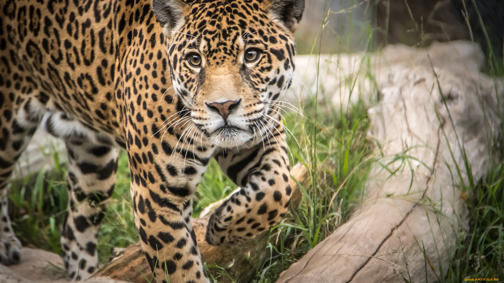 животные, Ягуары, хищник, опасен, животное, шерсть, ягуар, окрас