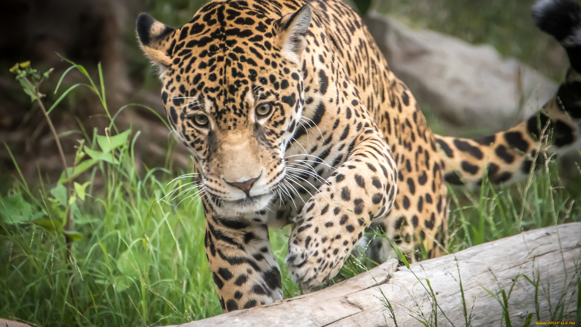 животные, Ягуары, хищник, опасен, животное, шерсть, окрас, ягуар