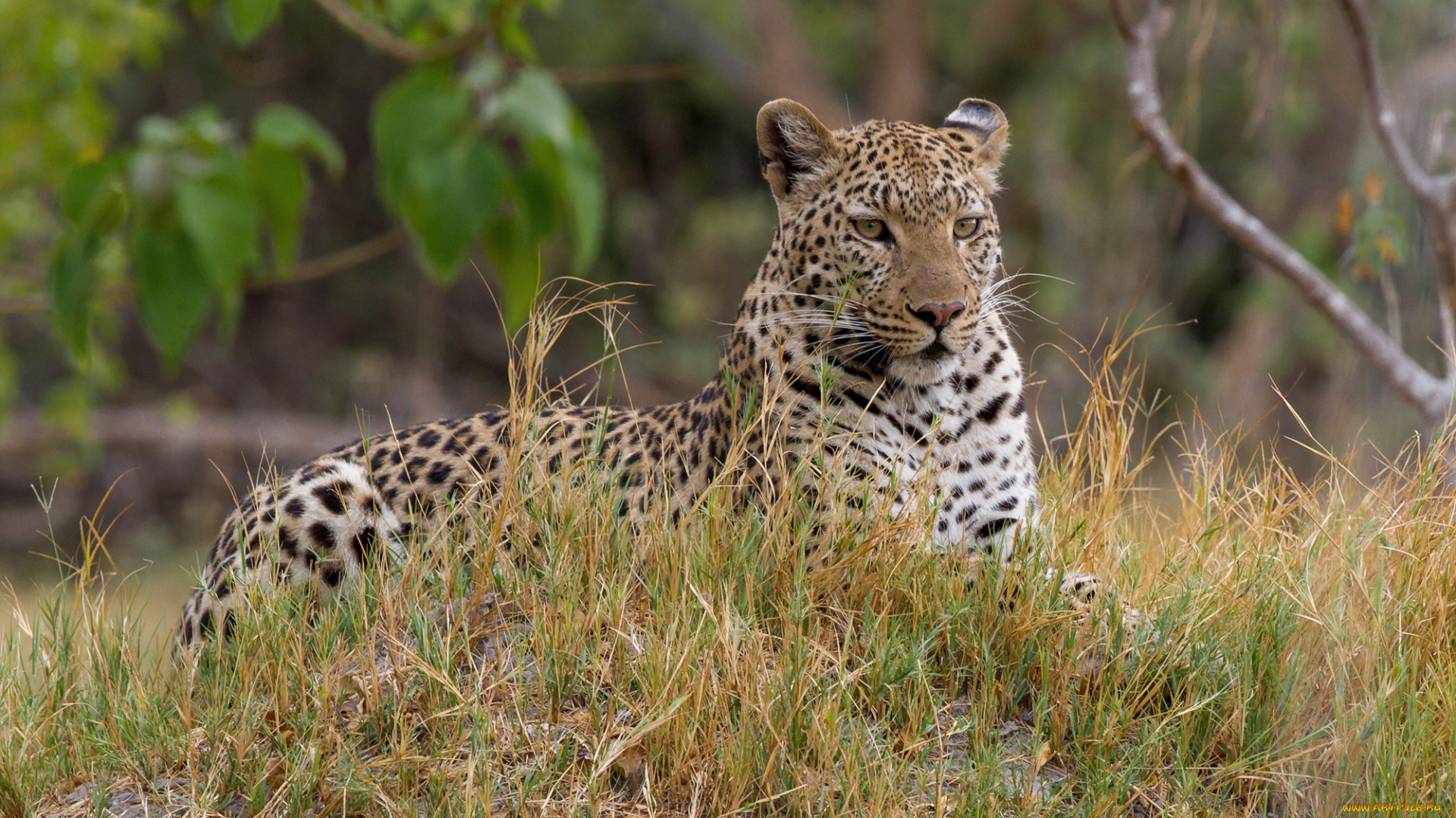 животные, Ягуары, ягуар, окрас, хищник, взгляд, отдых