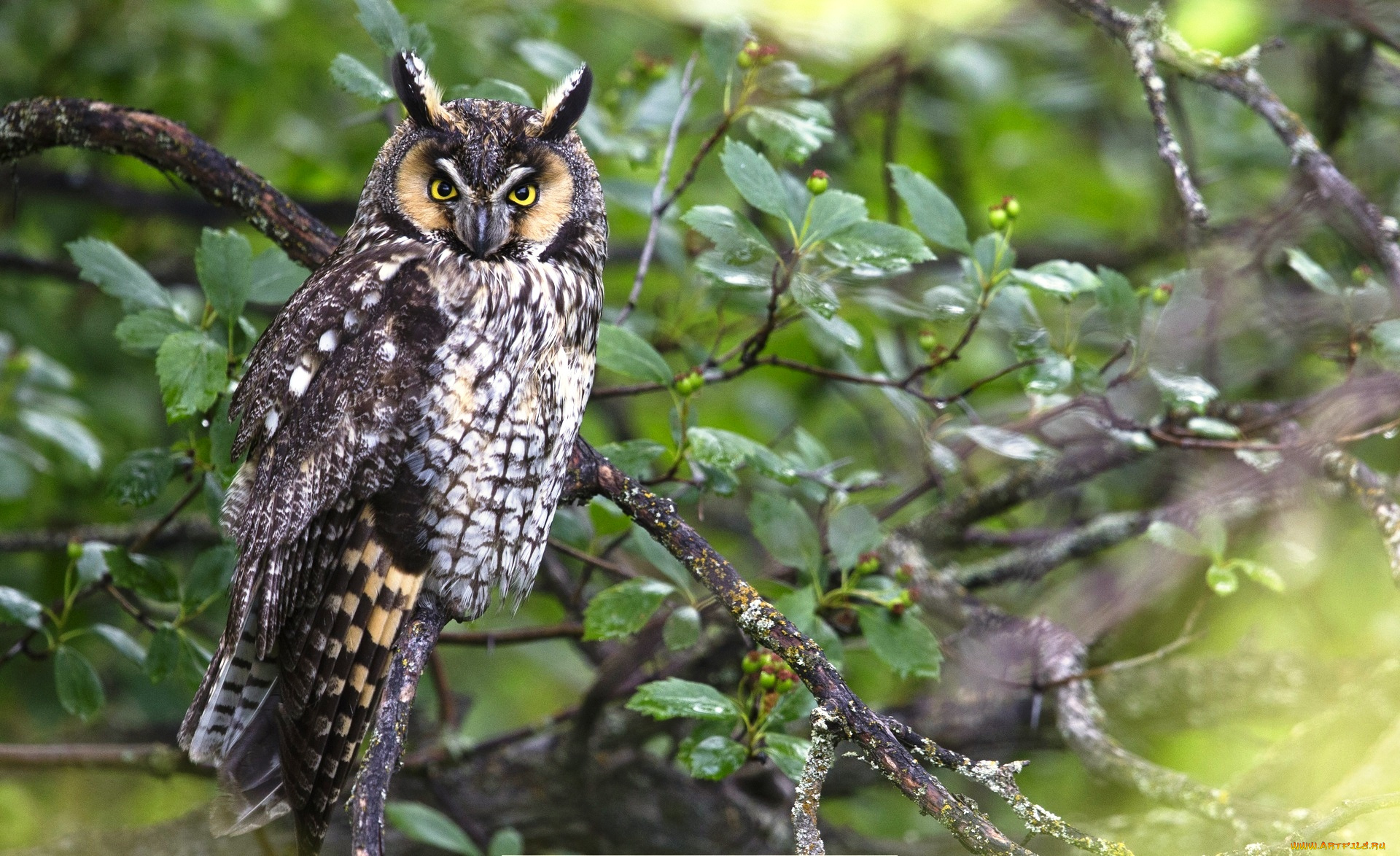 животные, совы, ветки, взгляд, ушастая, сова
