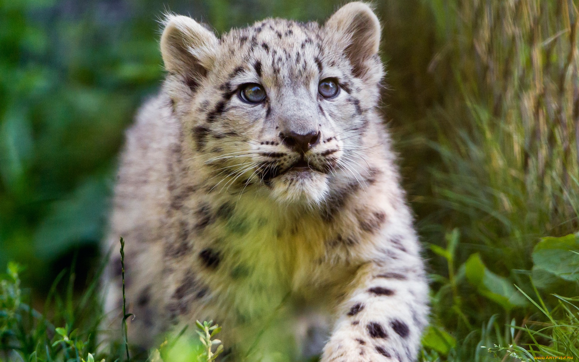 животные, снежный, барс, , ирбис, барс, детеныш, кошки, прогулка, снежный, взгляд, малыш, котенок, дерево, морда, зоопарк, портрет, трава, дикие