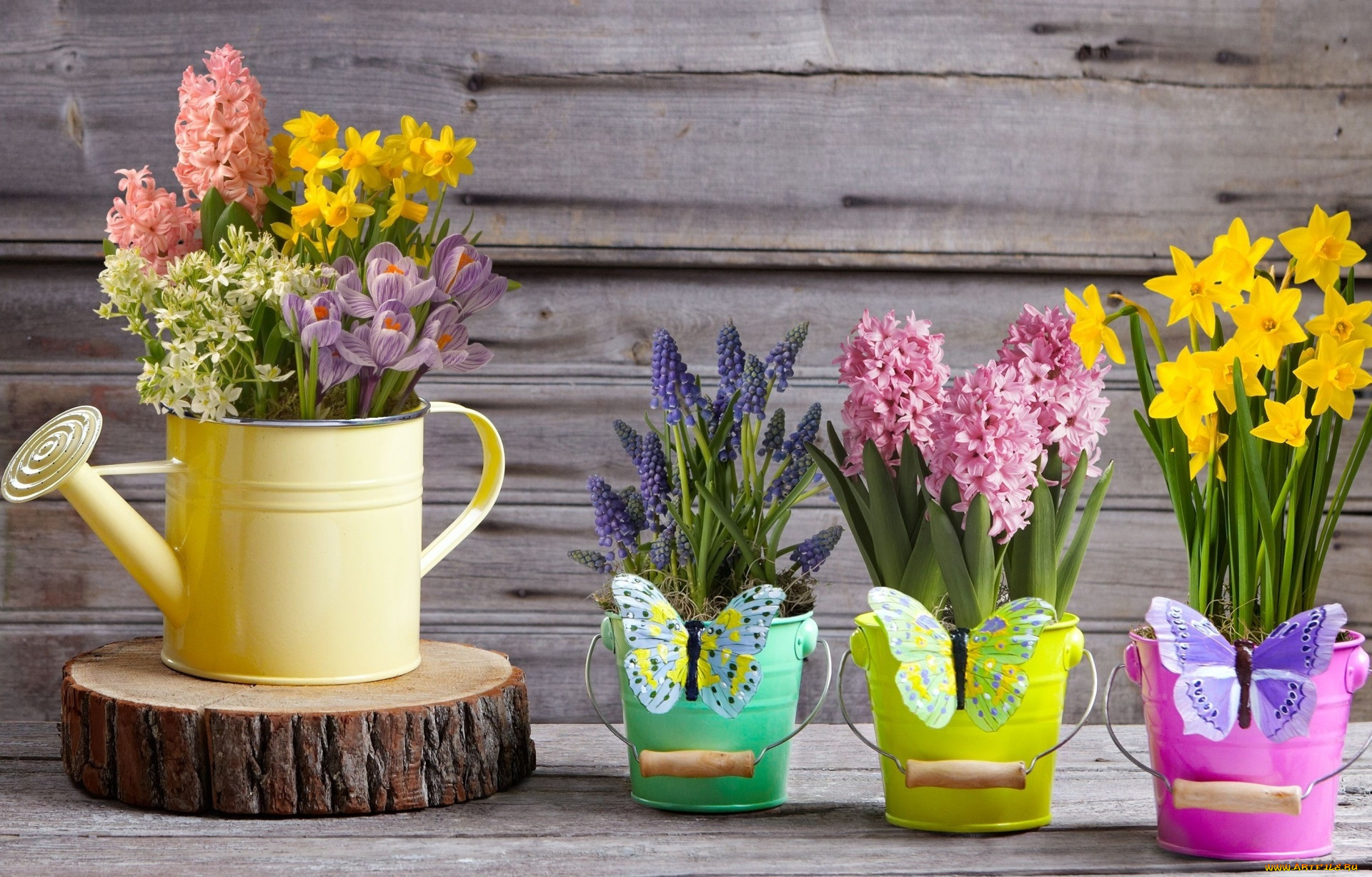 цветы, букеты, , композиции, мускари, крокусы, весна, декор, бабочки, лейка, ведёрки, жёлтые, нарциссы, гиацинты, hyacinth