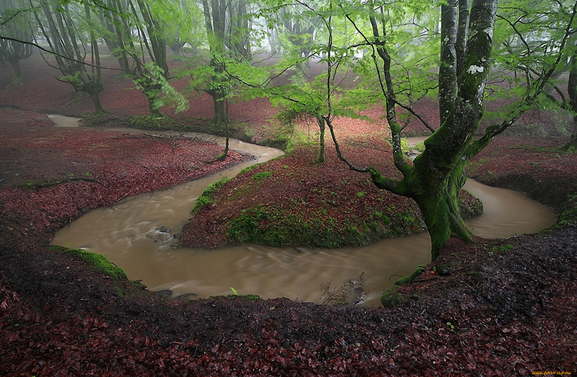 природа, реки, озера, ручей, листва, деревья