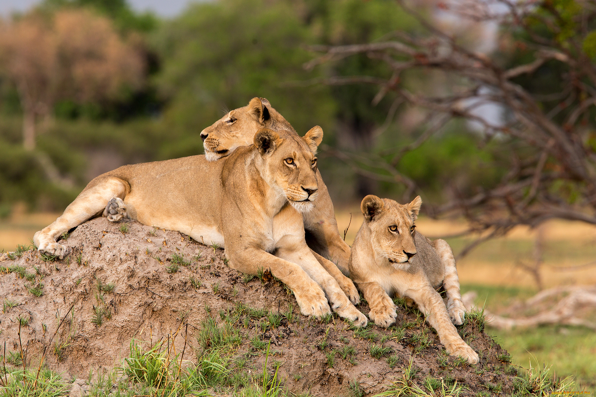животные, львы, львица, окрас, шерсть, хвост, отдых